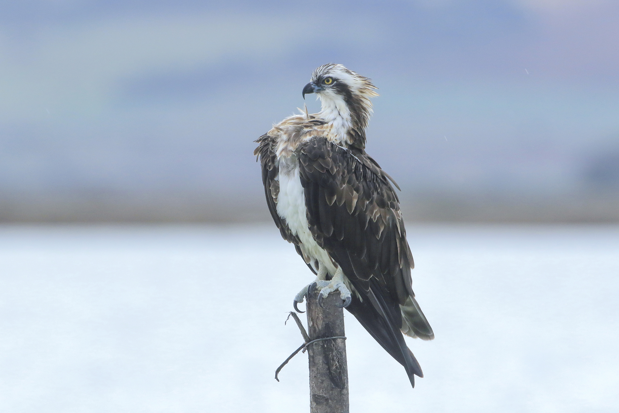 dopo la tempesta, falco pescatore