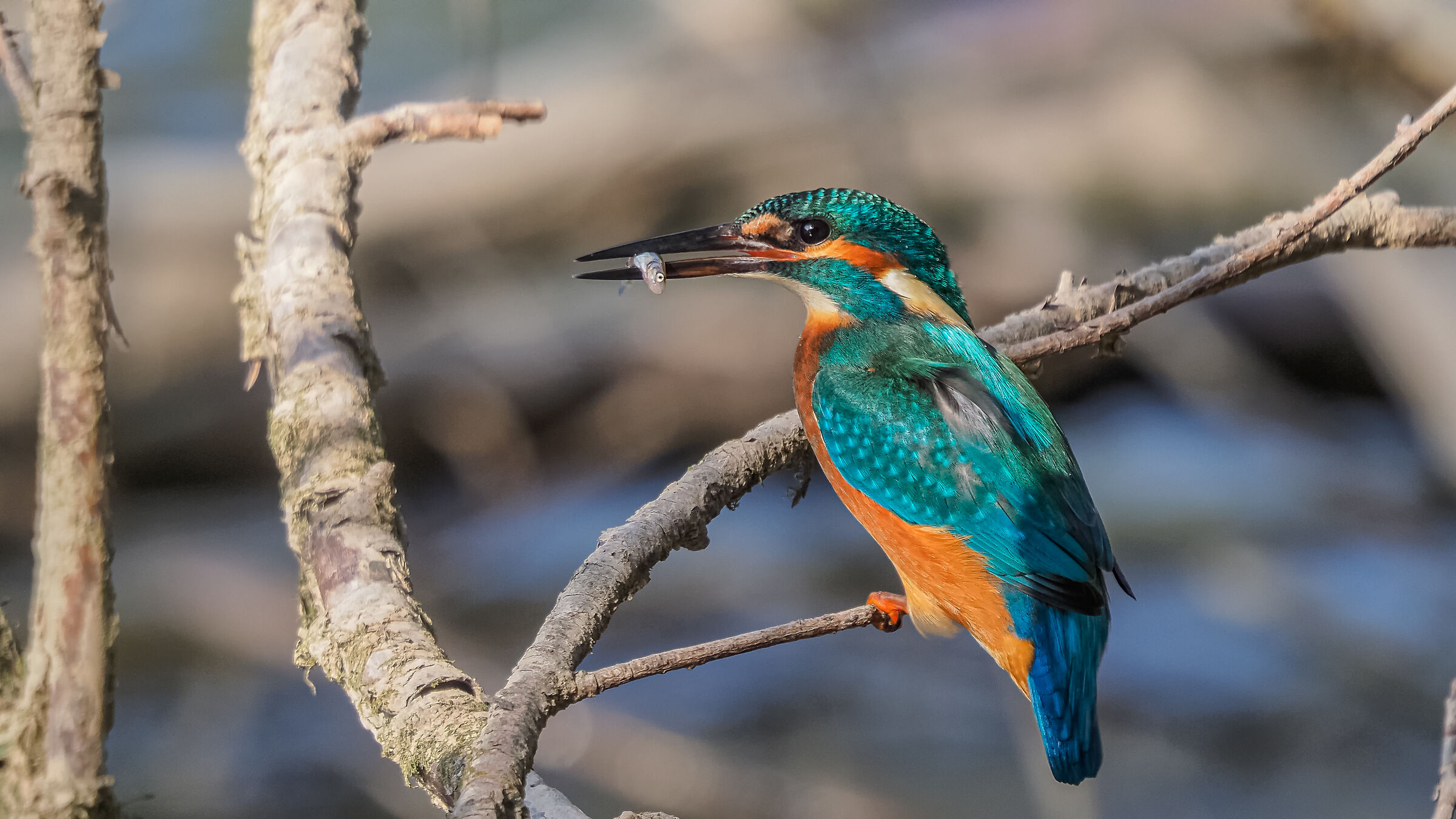 Martin Pescatore con pesciolino
