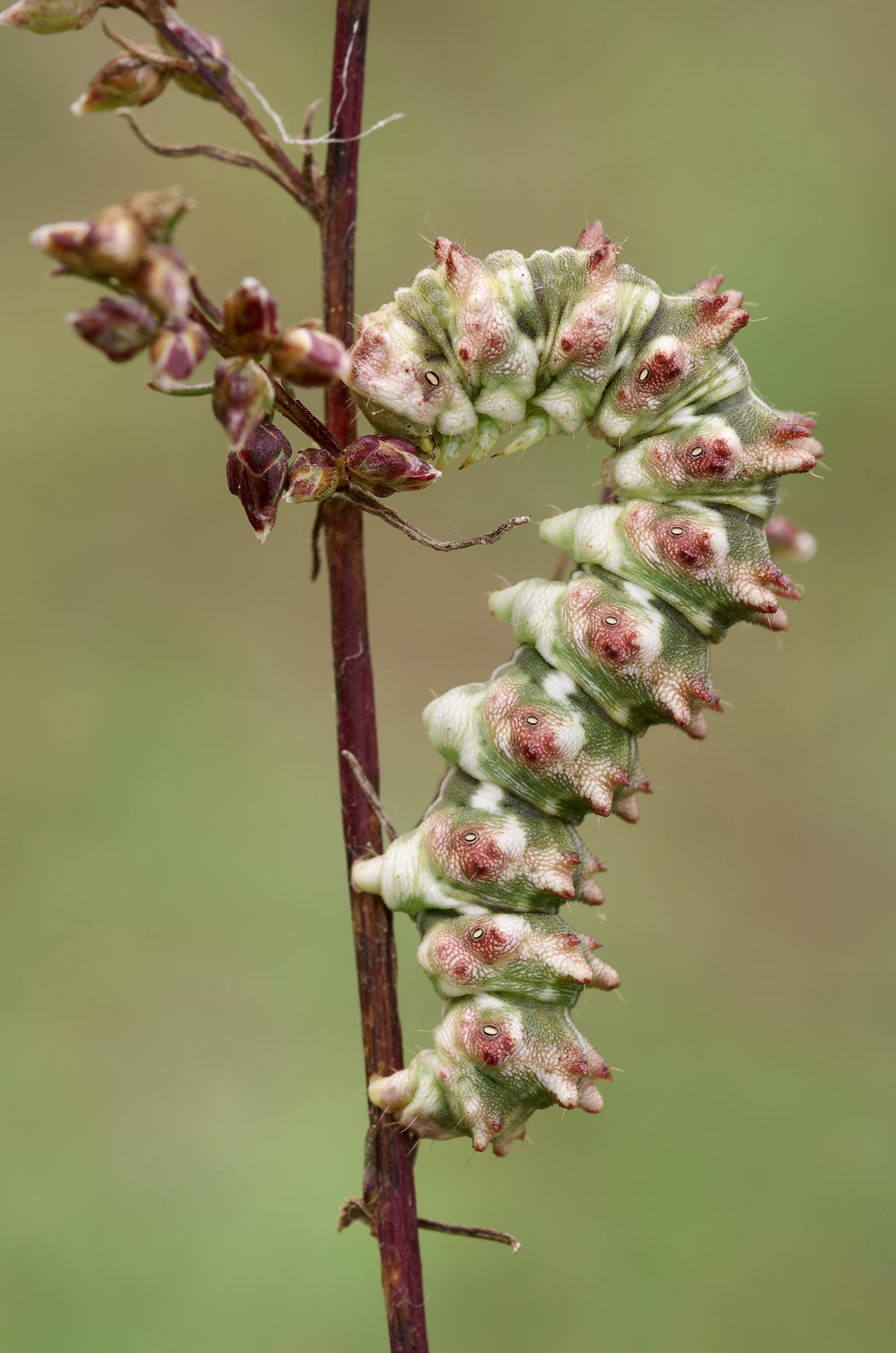 Artemisia di Cucullia