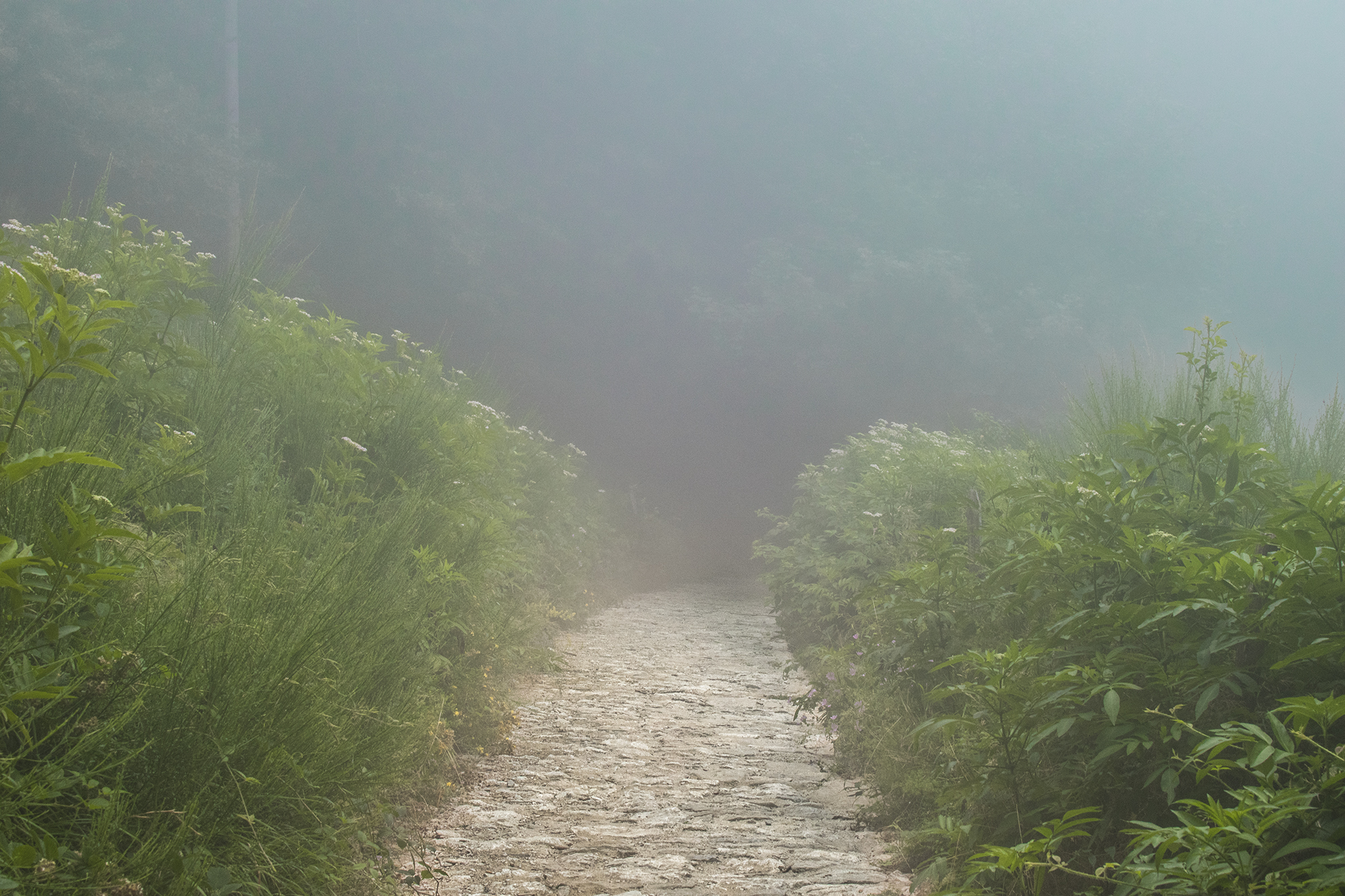 Path in the middle of the fog