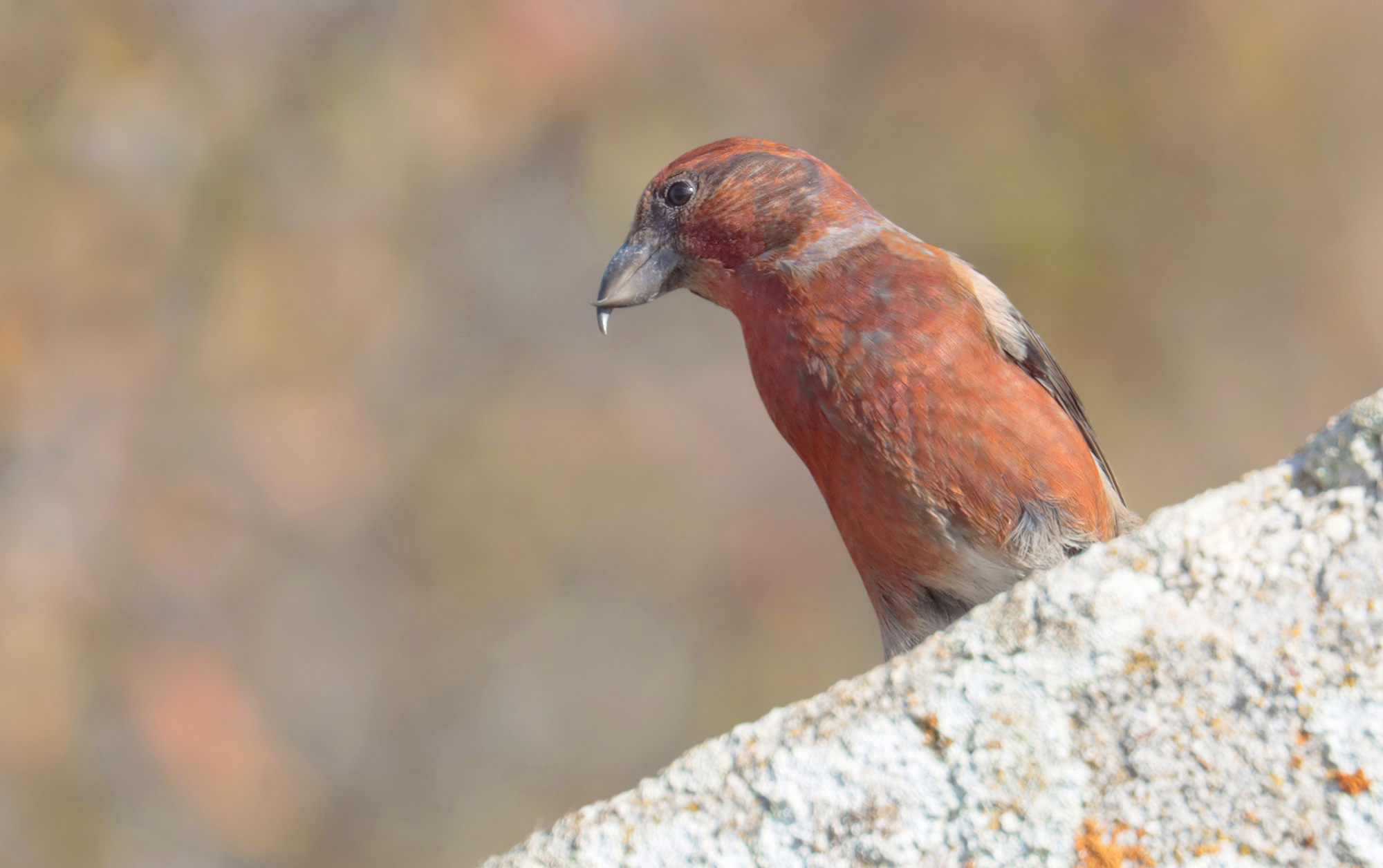 lo sfondo del crociere