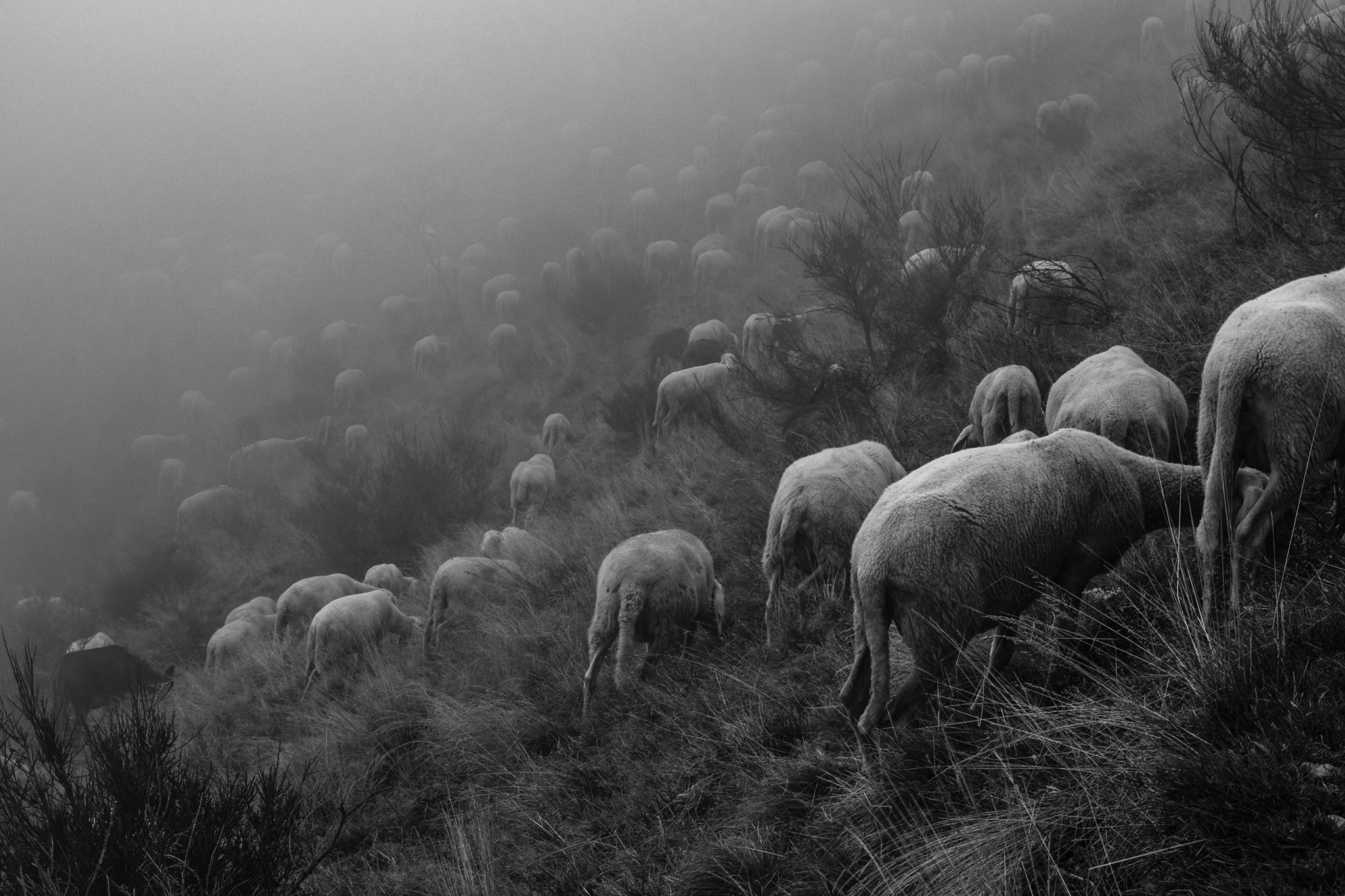 Sheep grazing