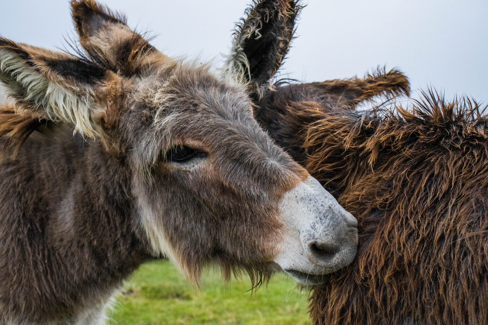 Donkeys clean each other