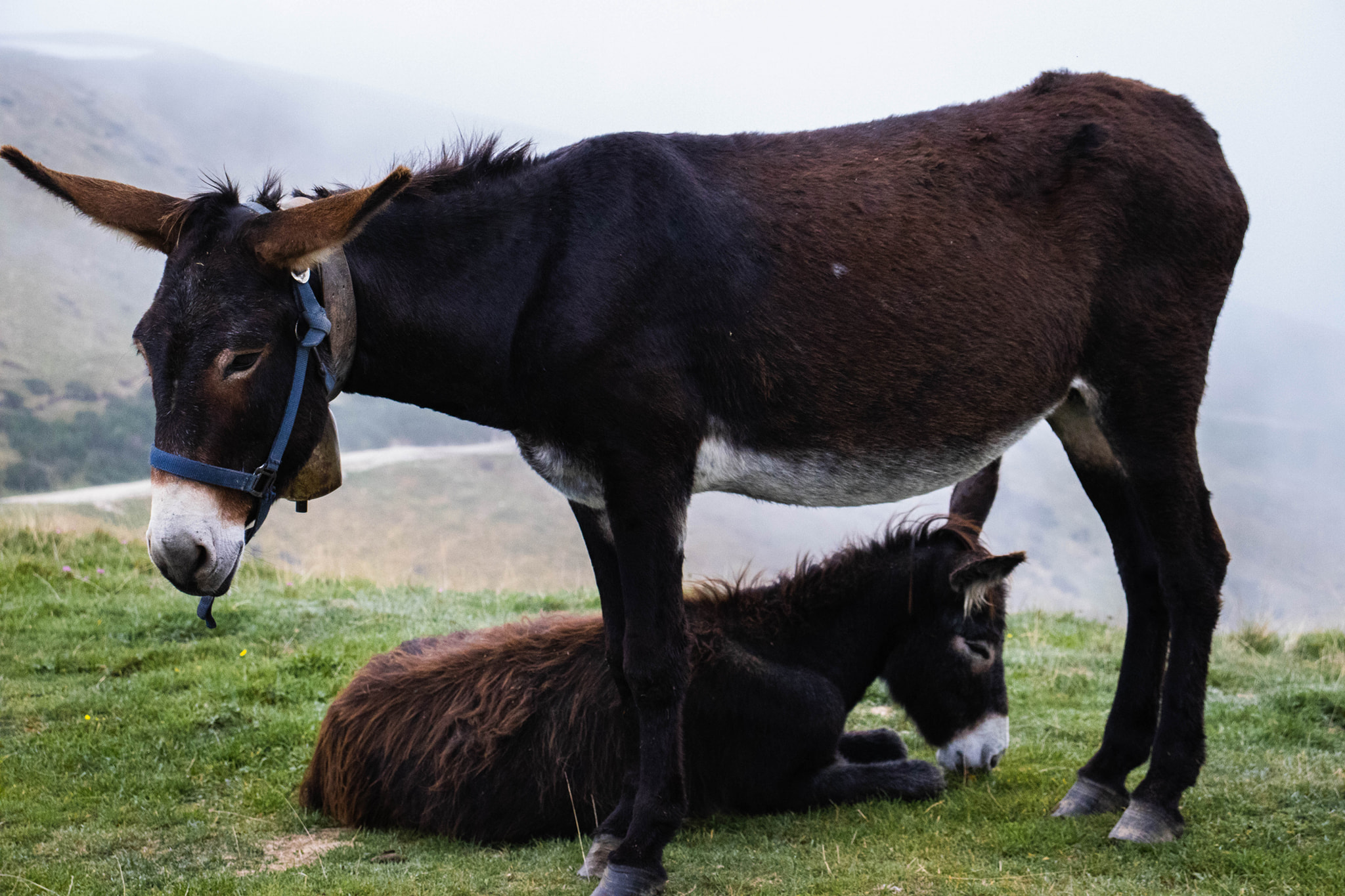 Donkey and her donkey