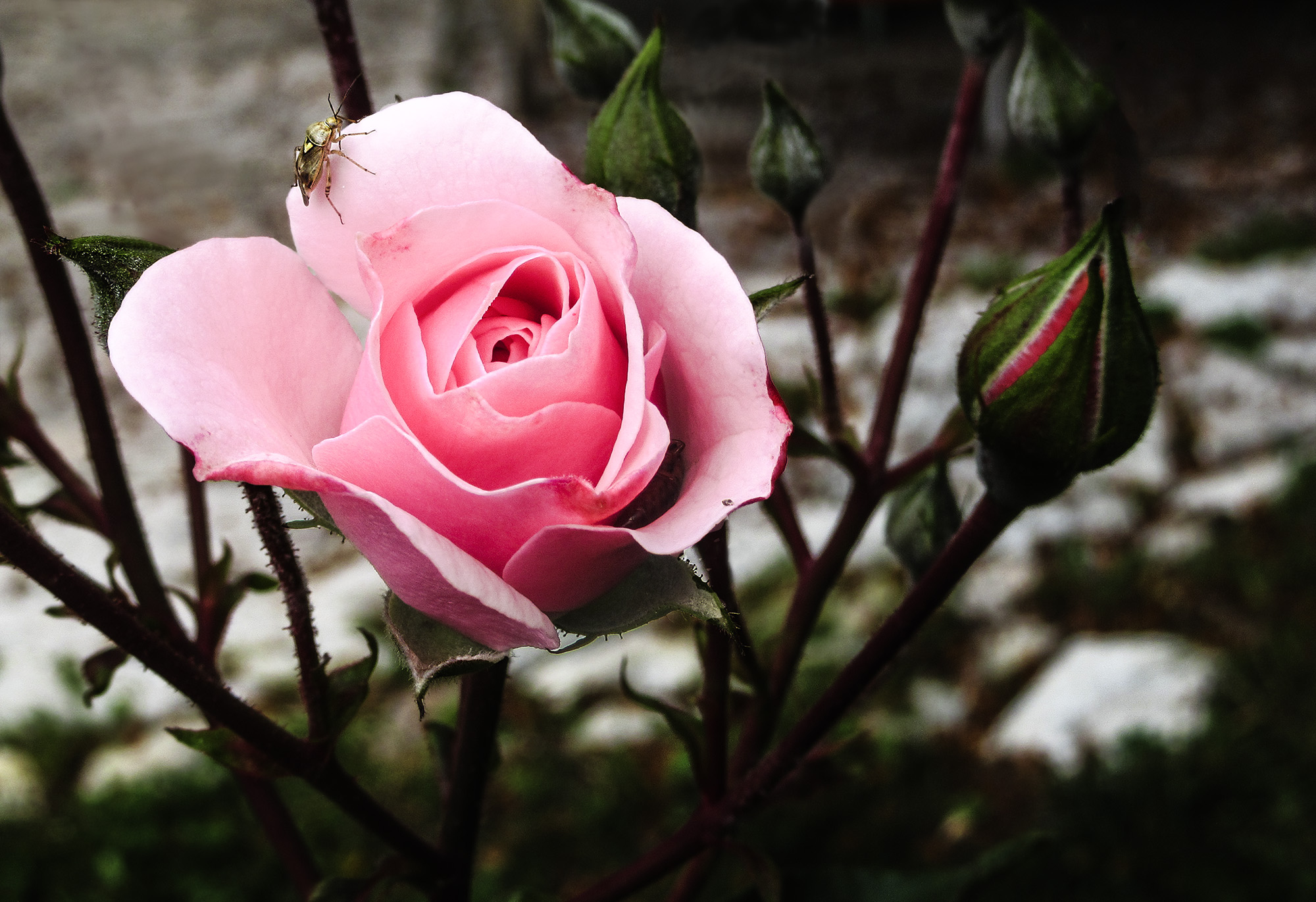 La rosa e il suo ospite