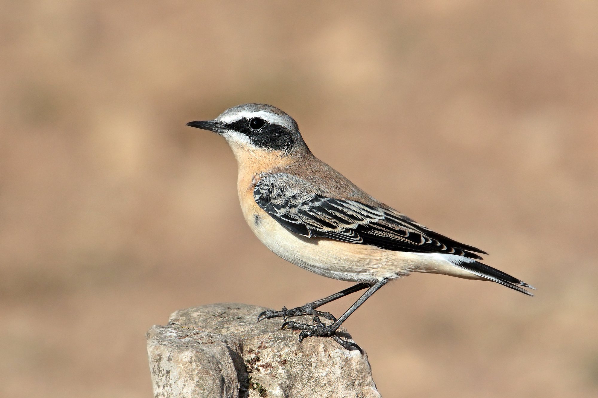 culbianco in abito post riproduttivo