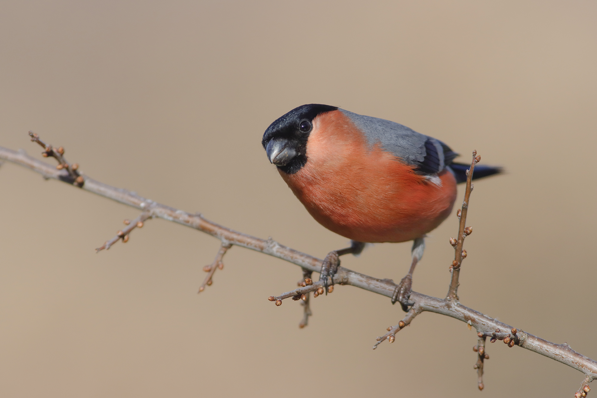 ciuffolotto, ciuffolotto