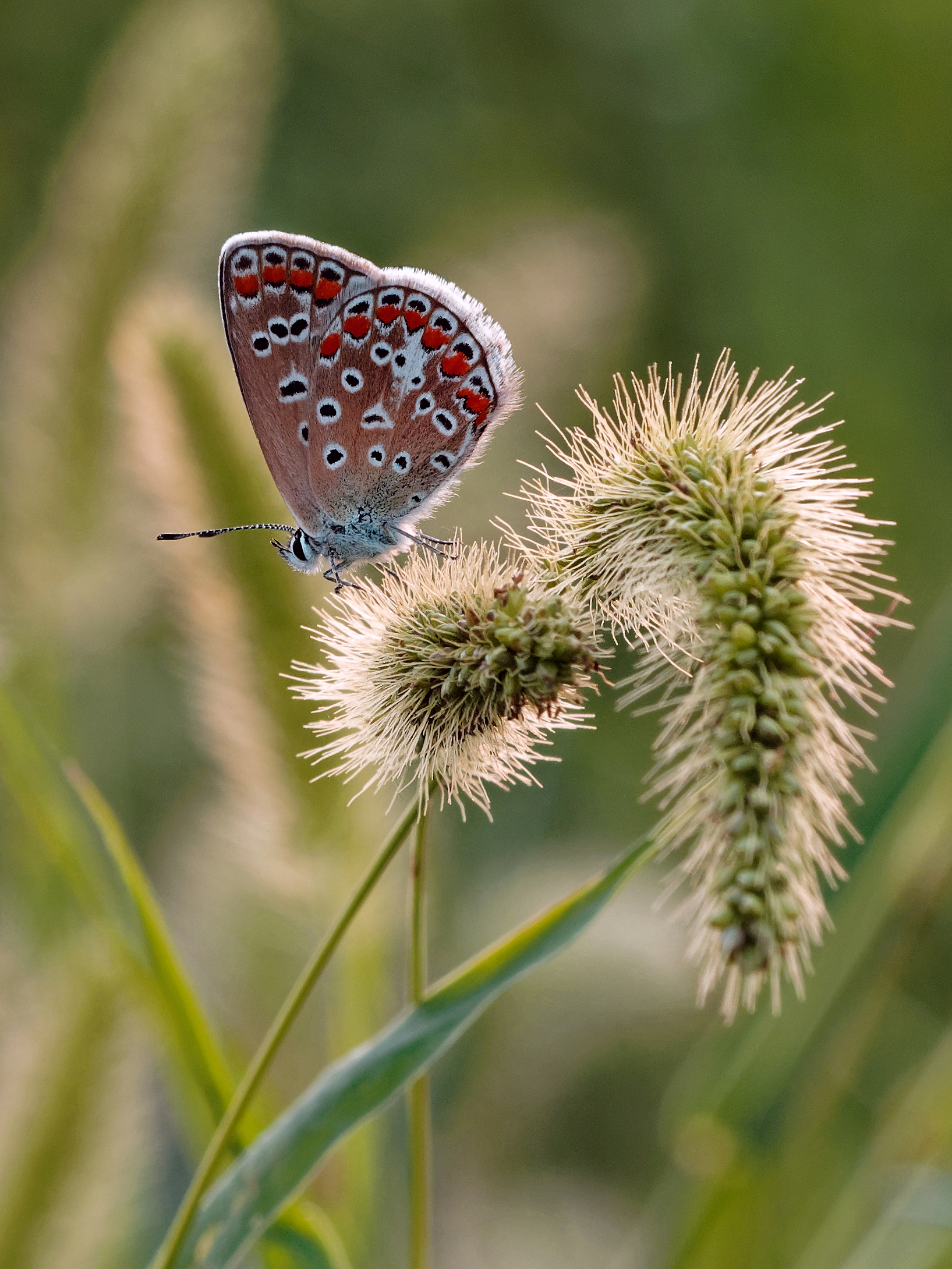 Polyommatus icarus