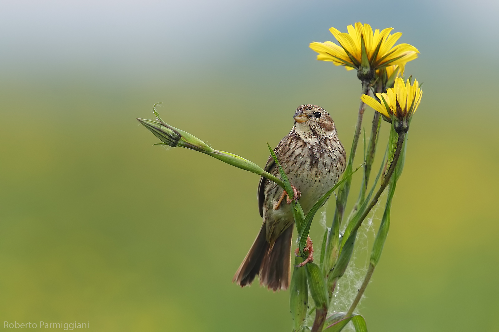 Composizione con strillozzo