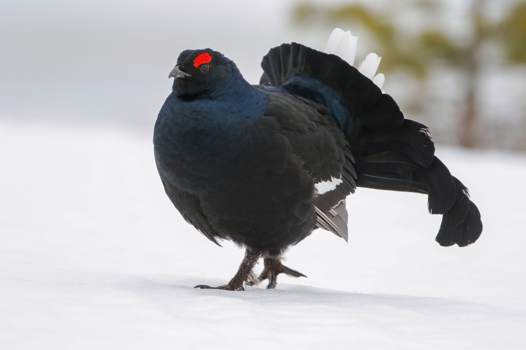 a spasso nella neve, gallo forcello