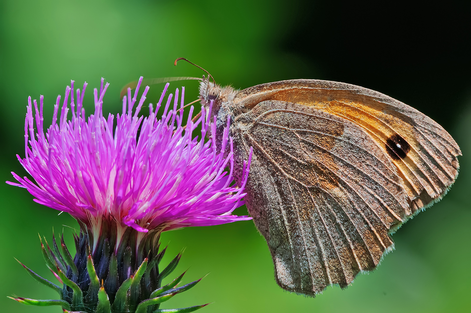 Minor nymph (Coenonympha pamphilus).
