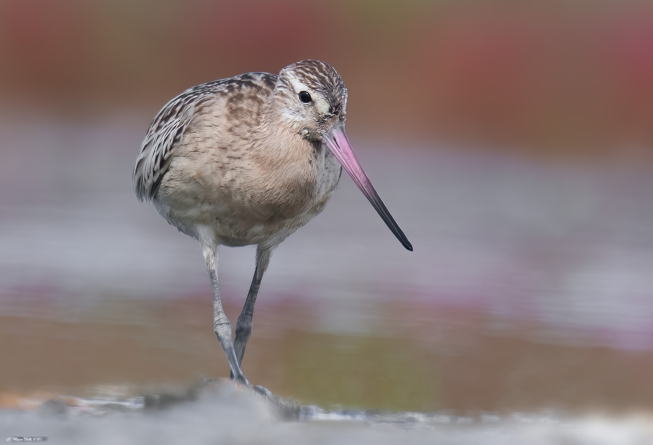 Pittima Minor (Lapland Limosa)