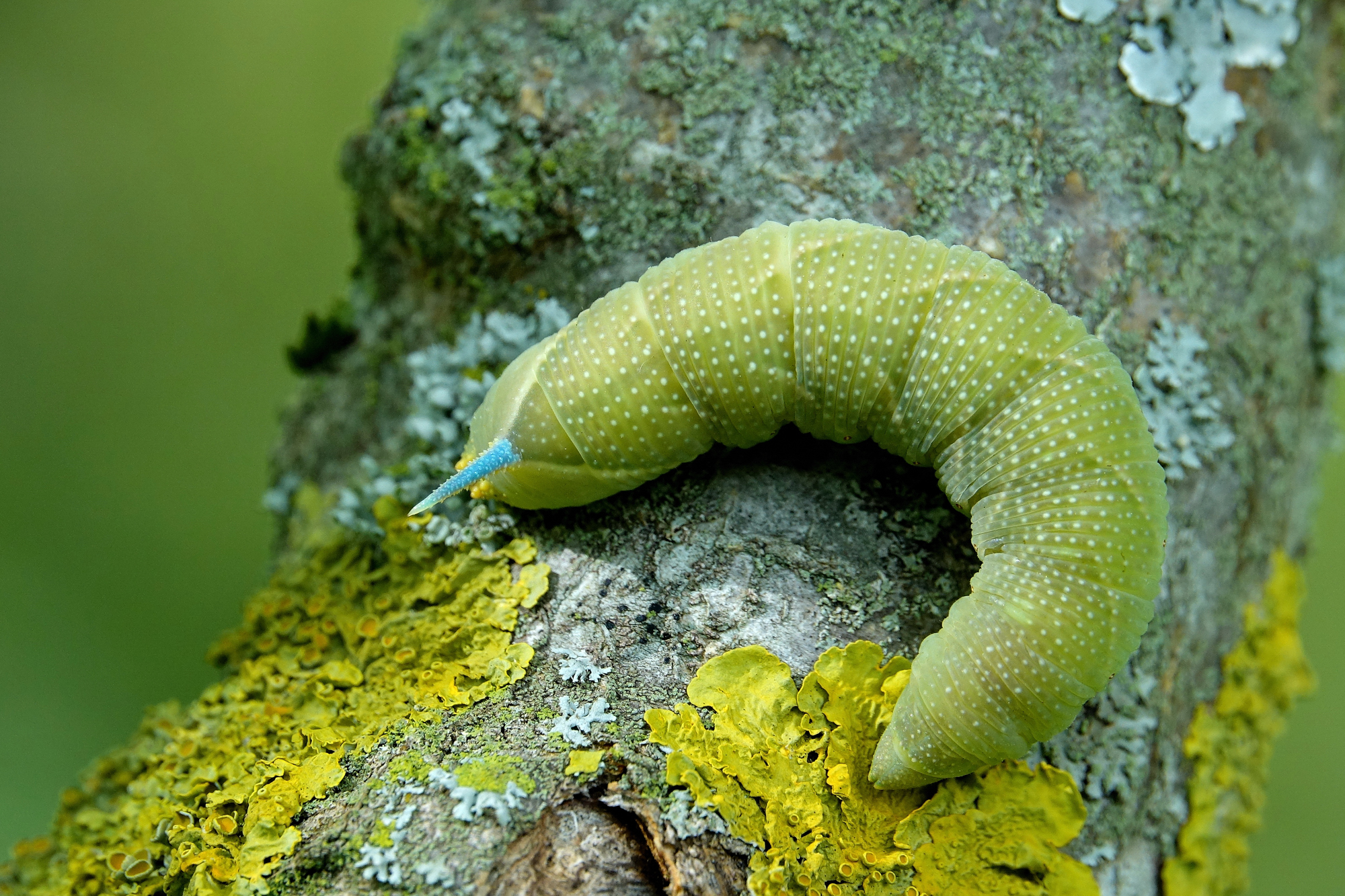 Lime Sphinx Caterpillar