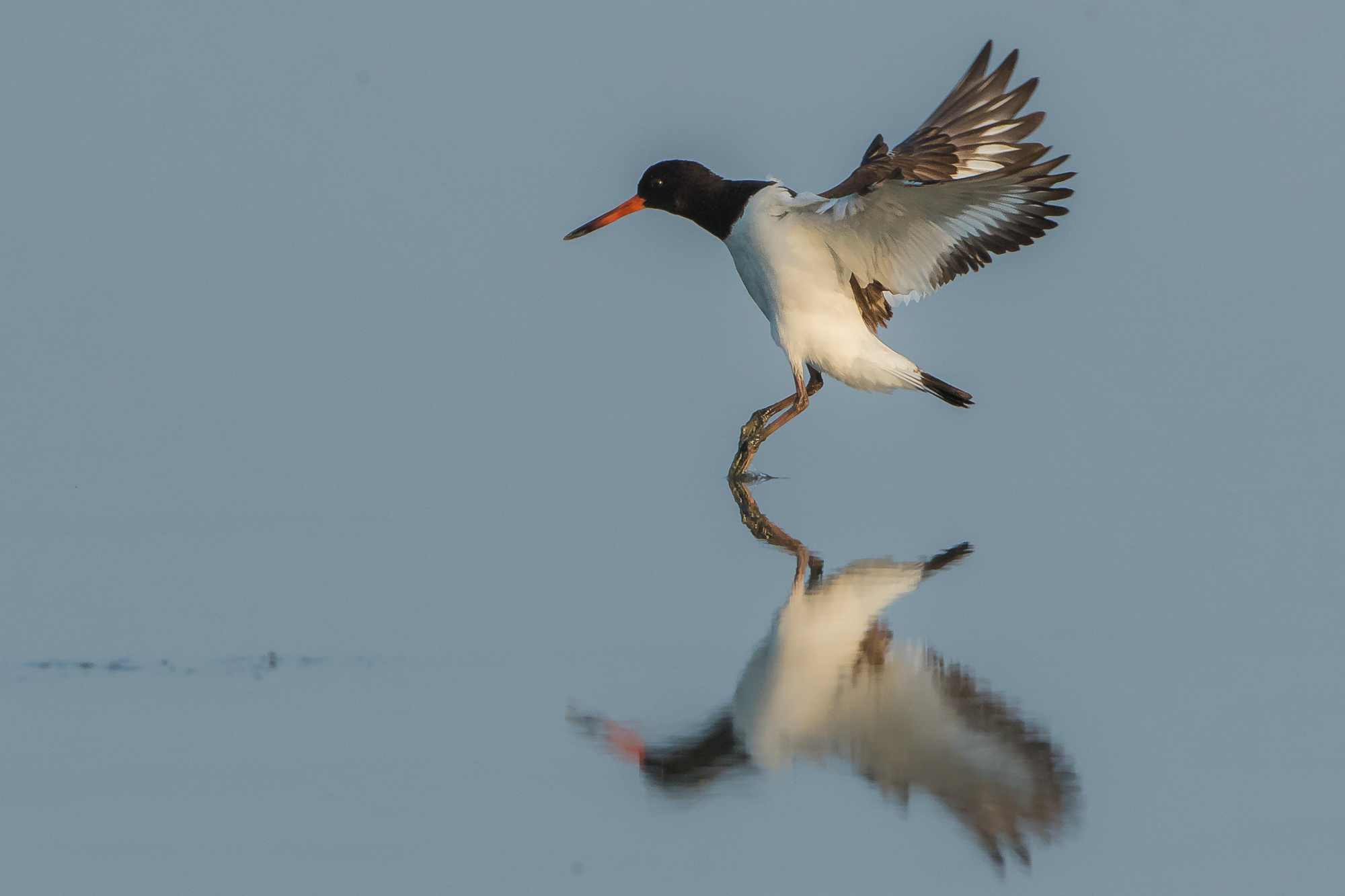 BECCACcia of the sea.