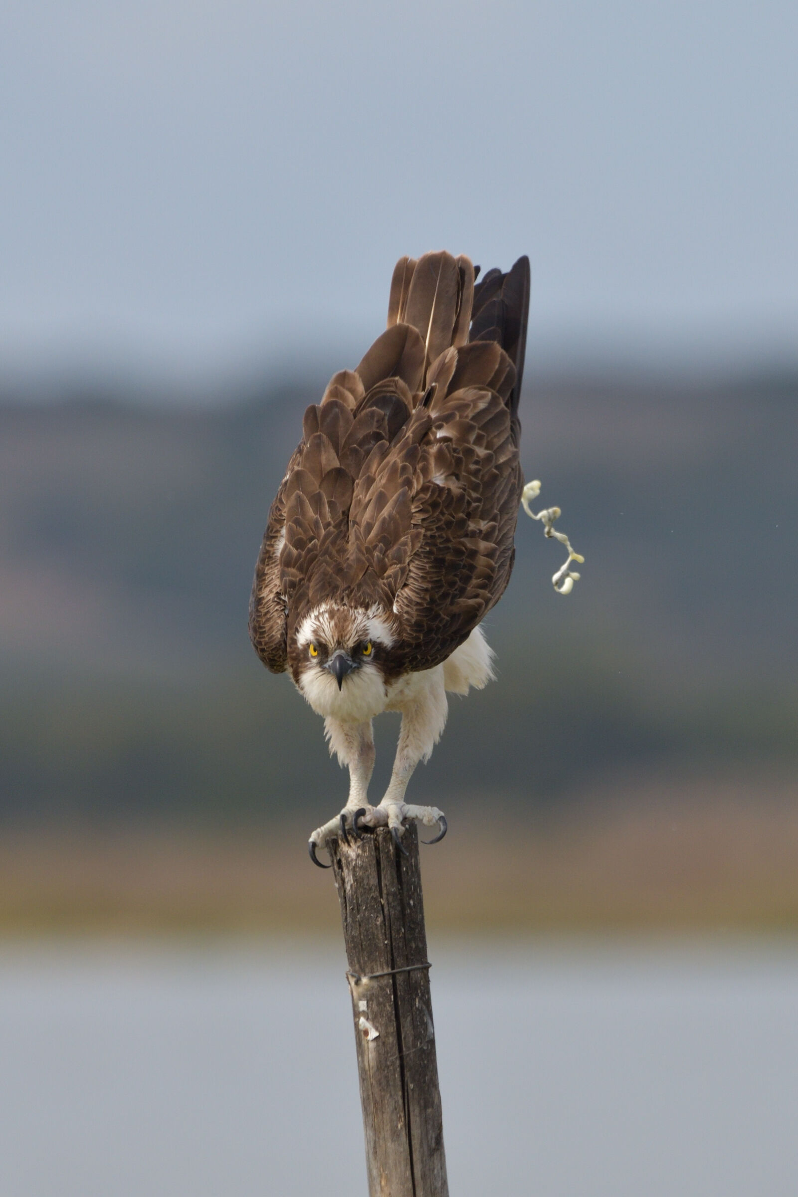 Falco pescatore