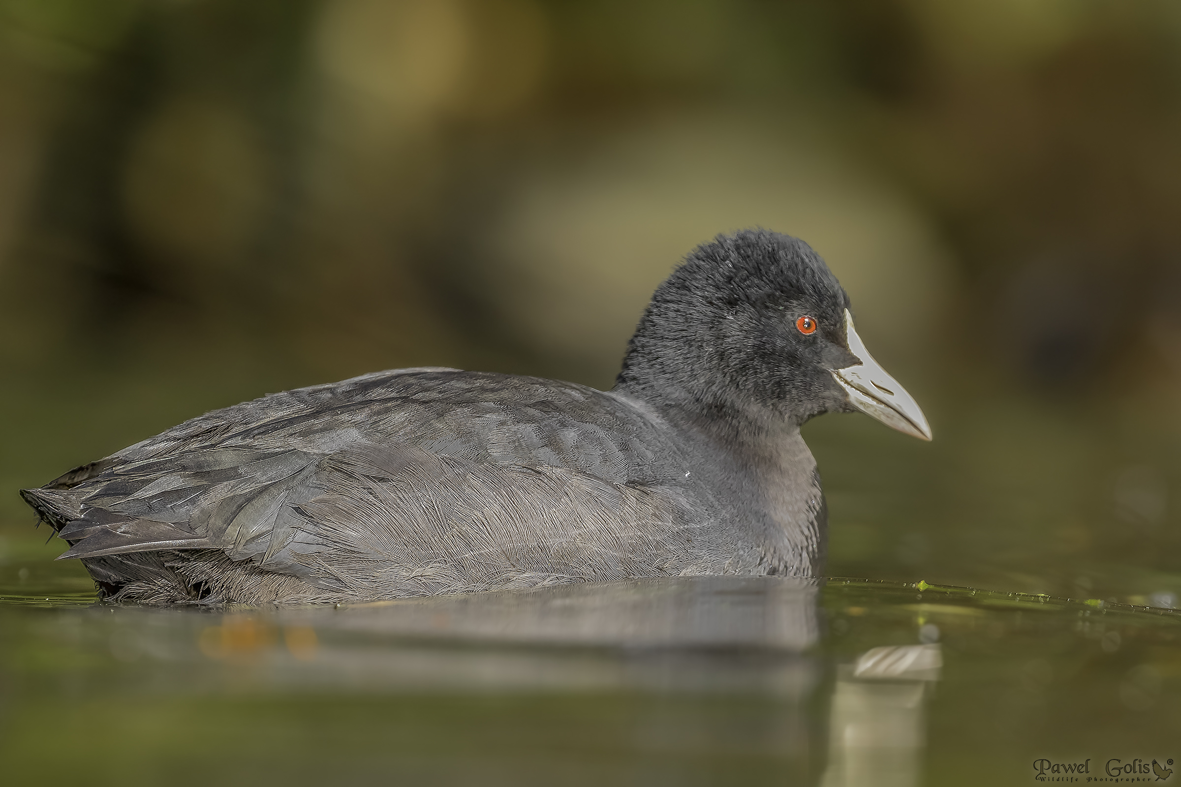 Coot eurasiatica (Fulica atra)