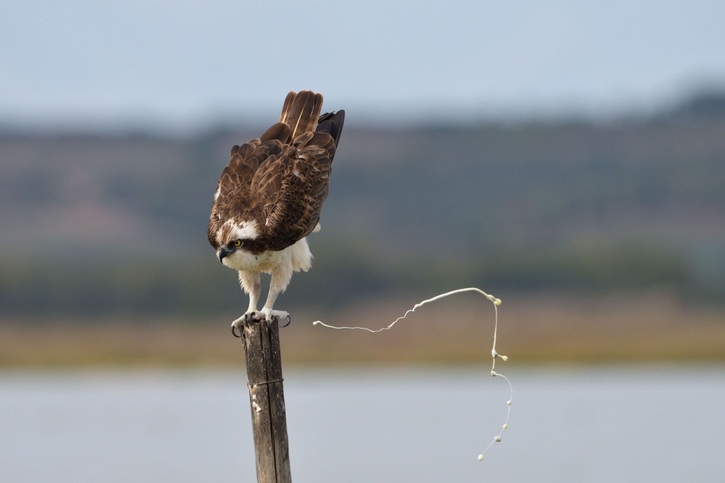 Falco pescatore