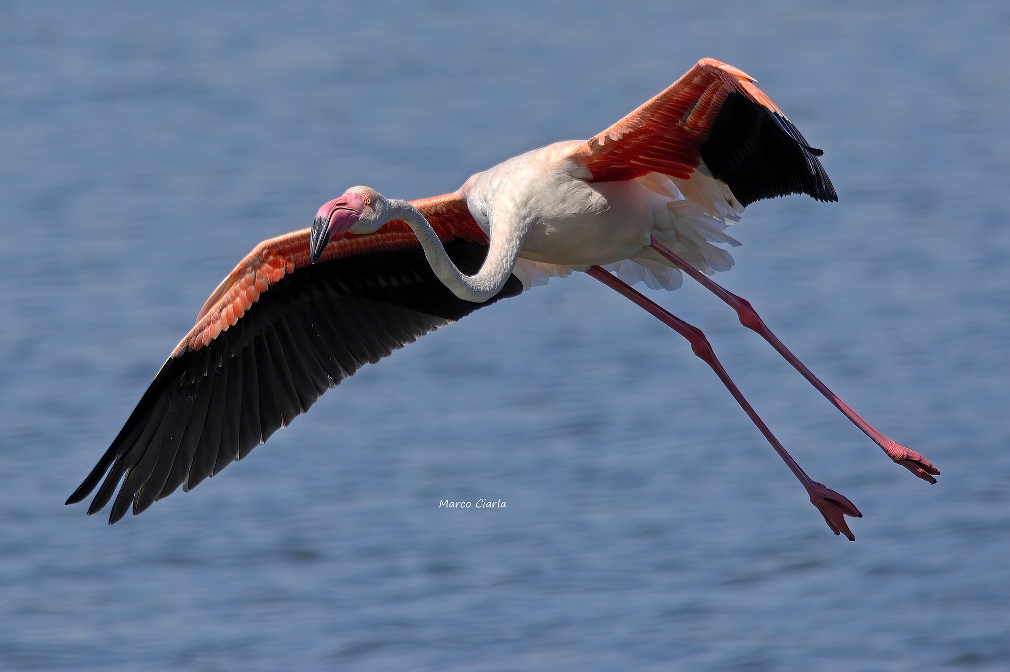 Fenicottero maggiore (Phoenicopterus roseus)