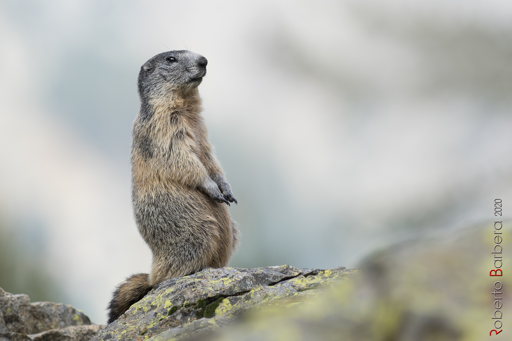 Marmot