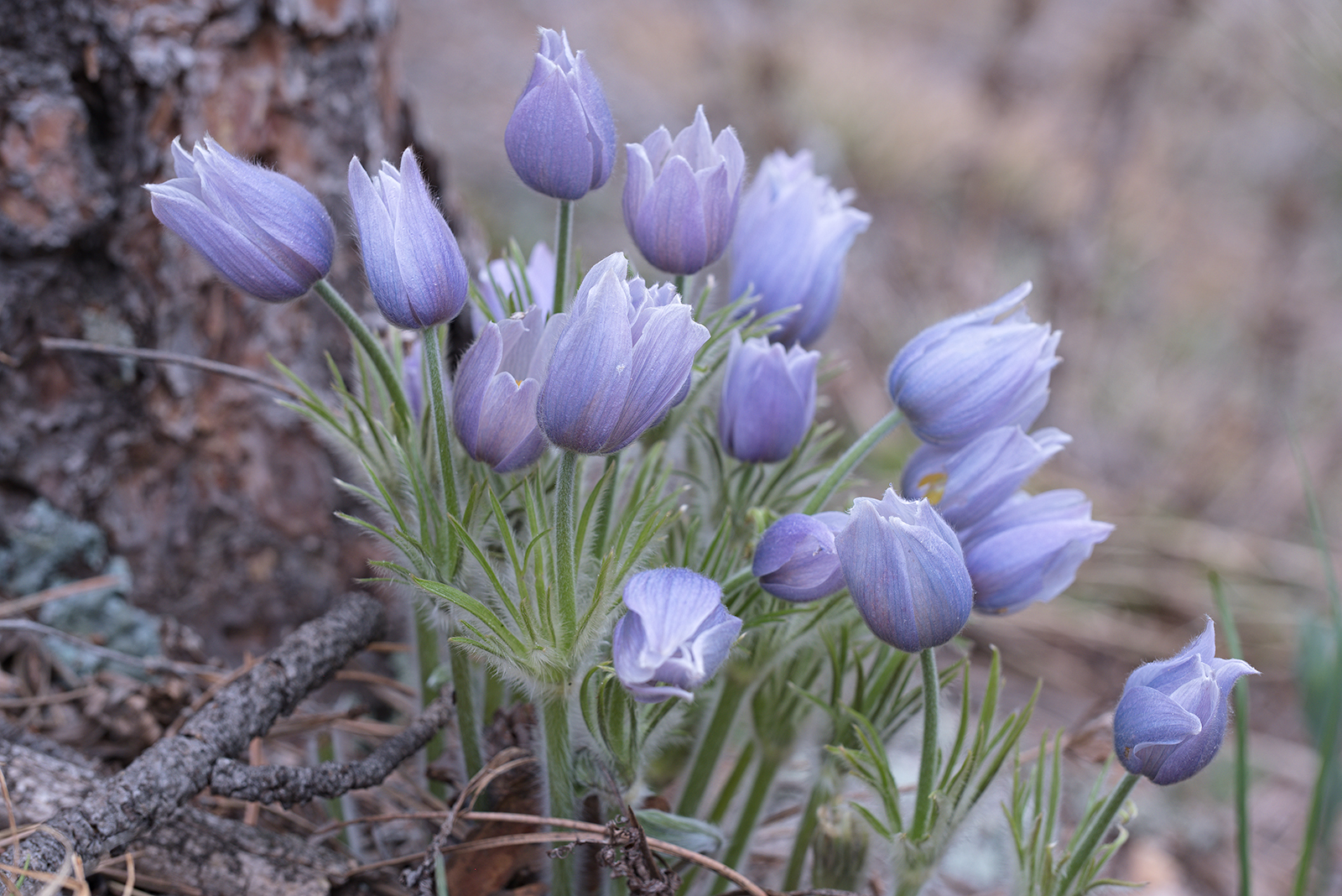 Pasque flower