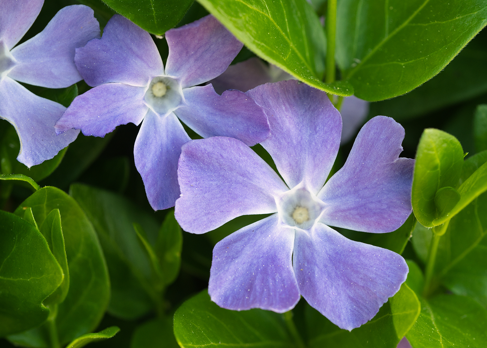 Vinca