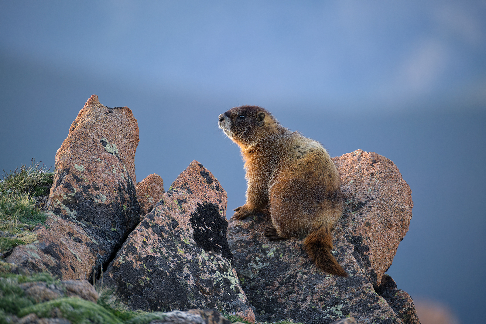 Marmot