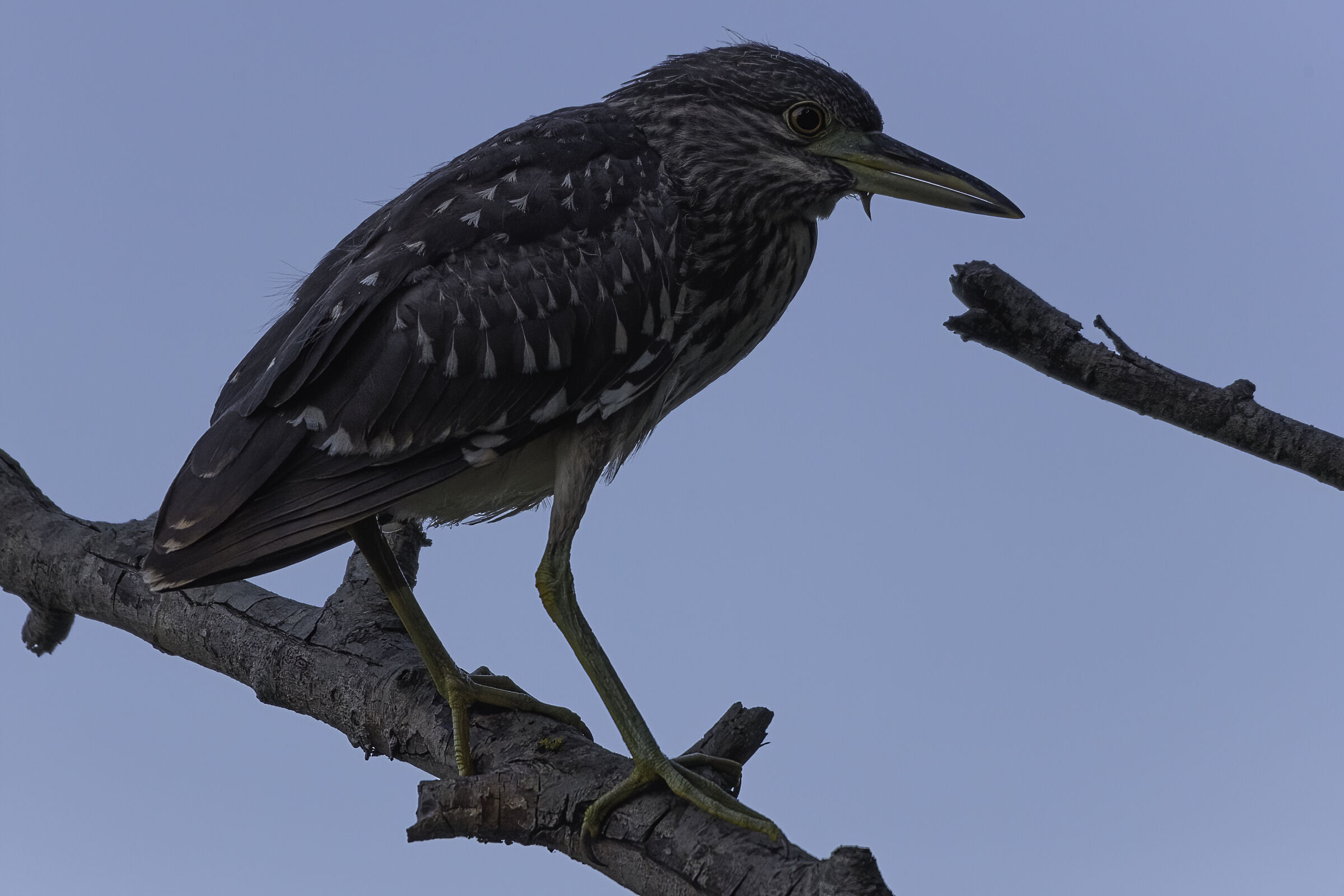 La nitticora sul ramo
