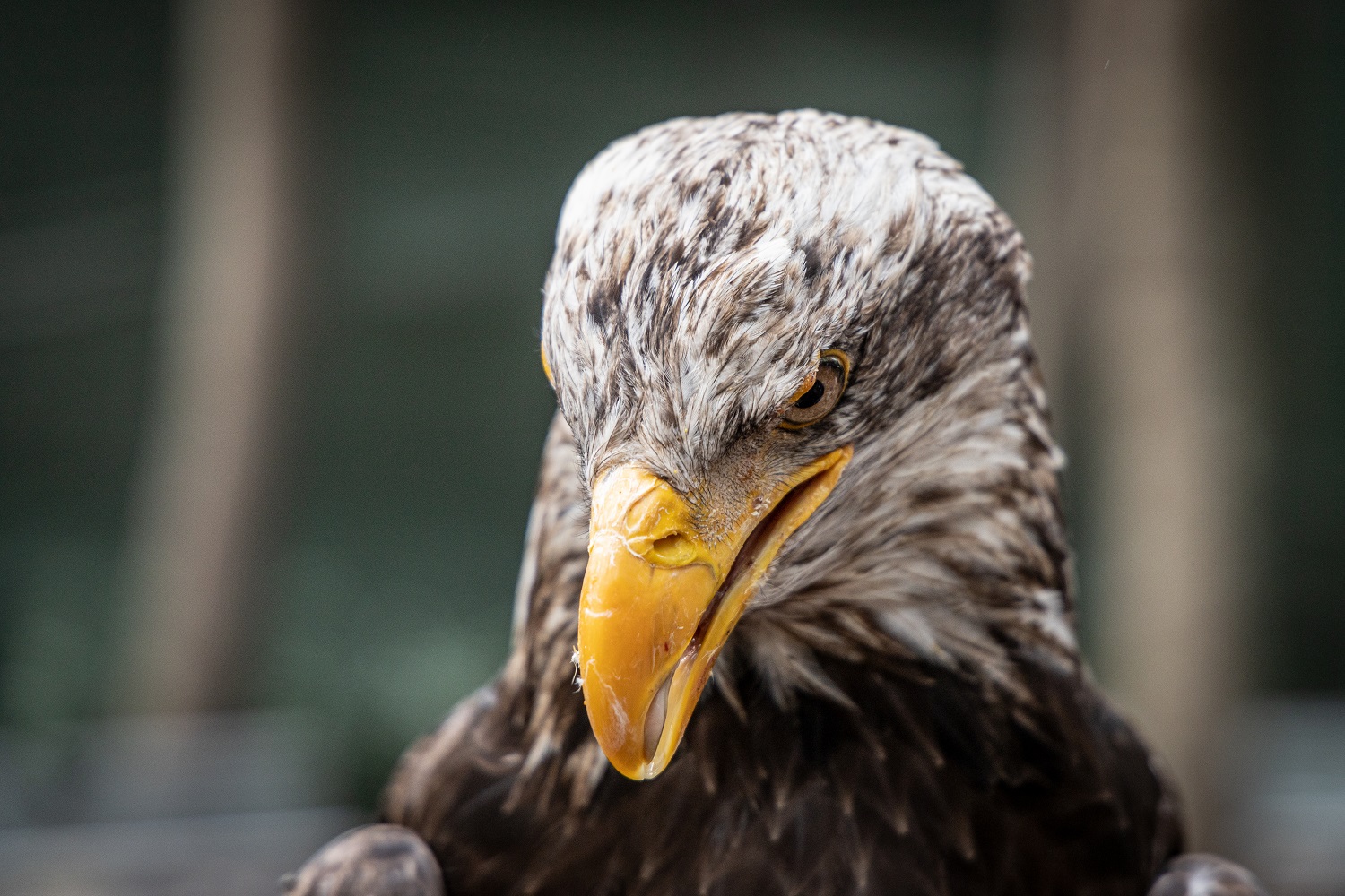 Aquila di mare testa bianca giovane