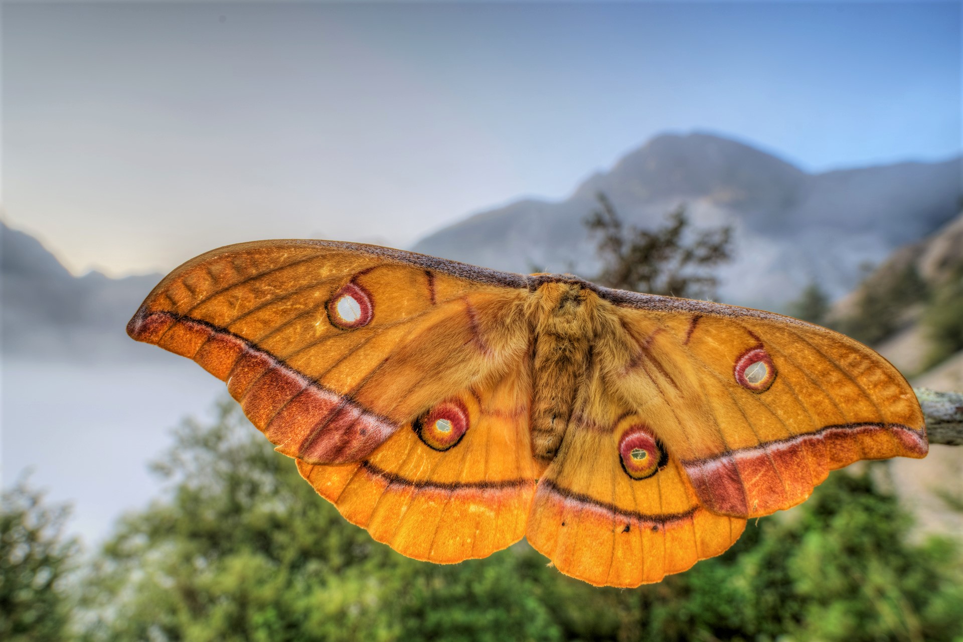 Antheraea yamamai tra le nebbiose montagne friulane