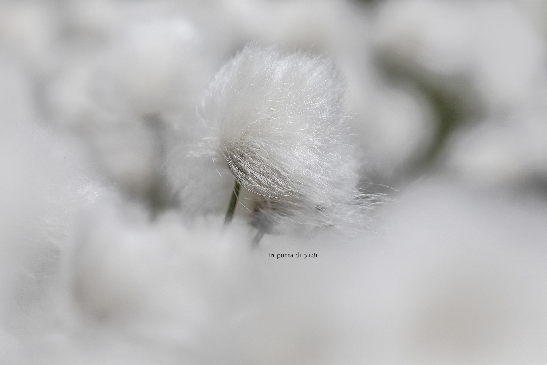 detail Eriophorum - Erioforo