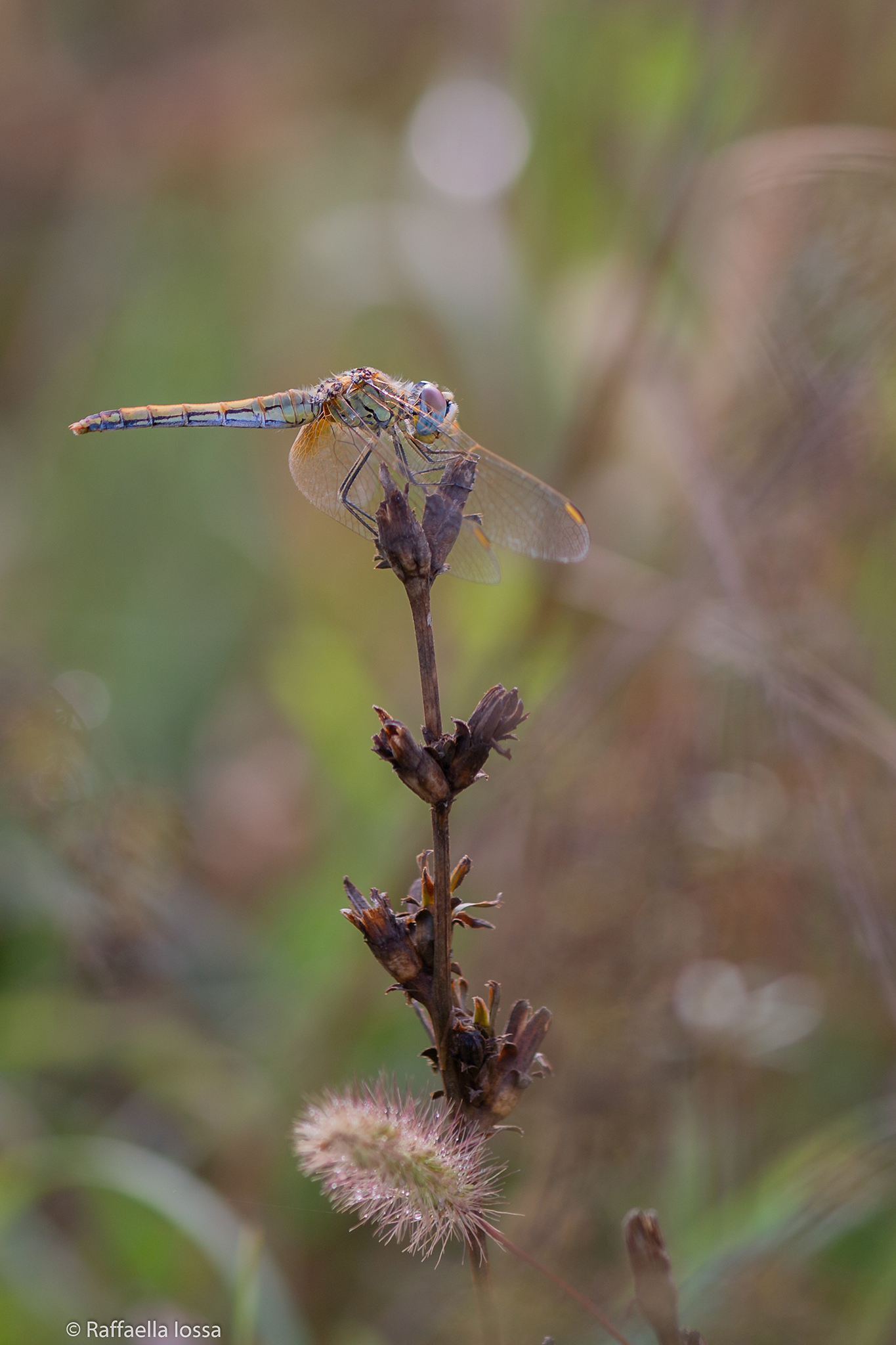 Sympetrum fonscolombii