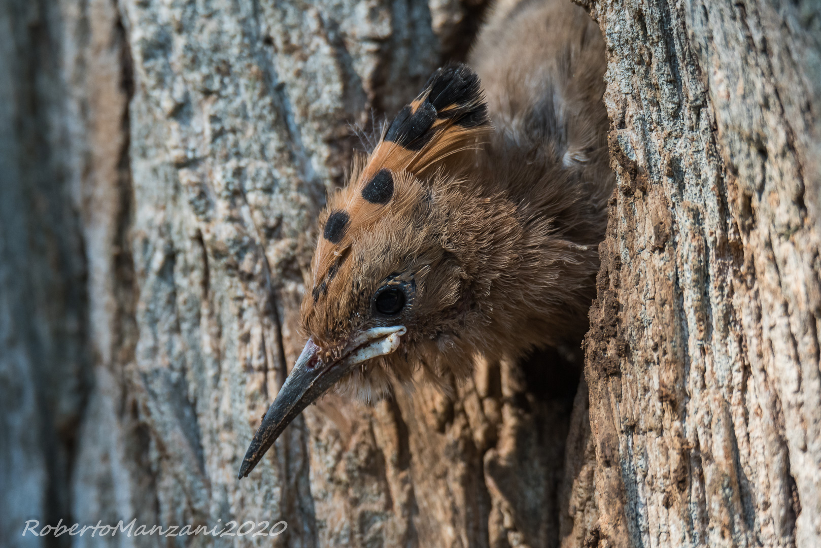 Pulo di Upupa abbandonato