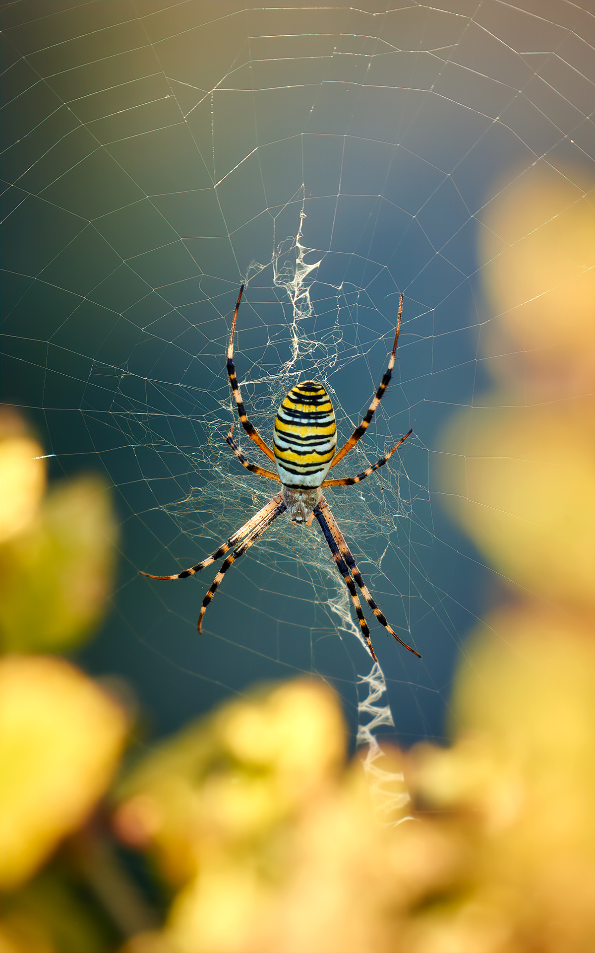 Argiope con quinta di fiori gialli