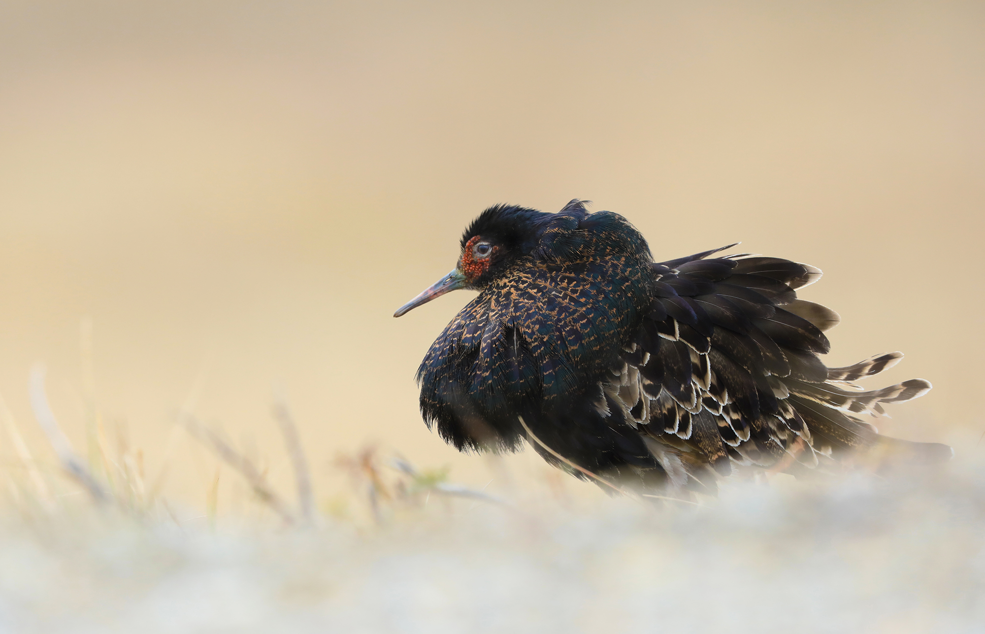 nero e oro, combattente