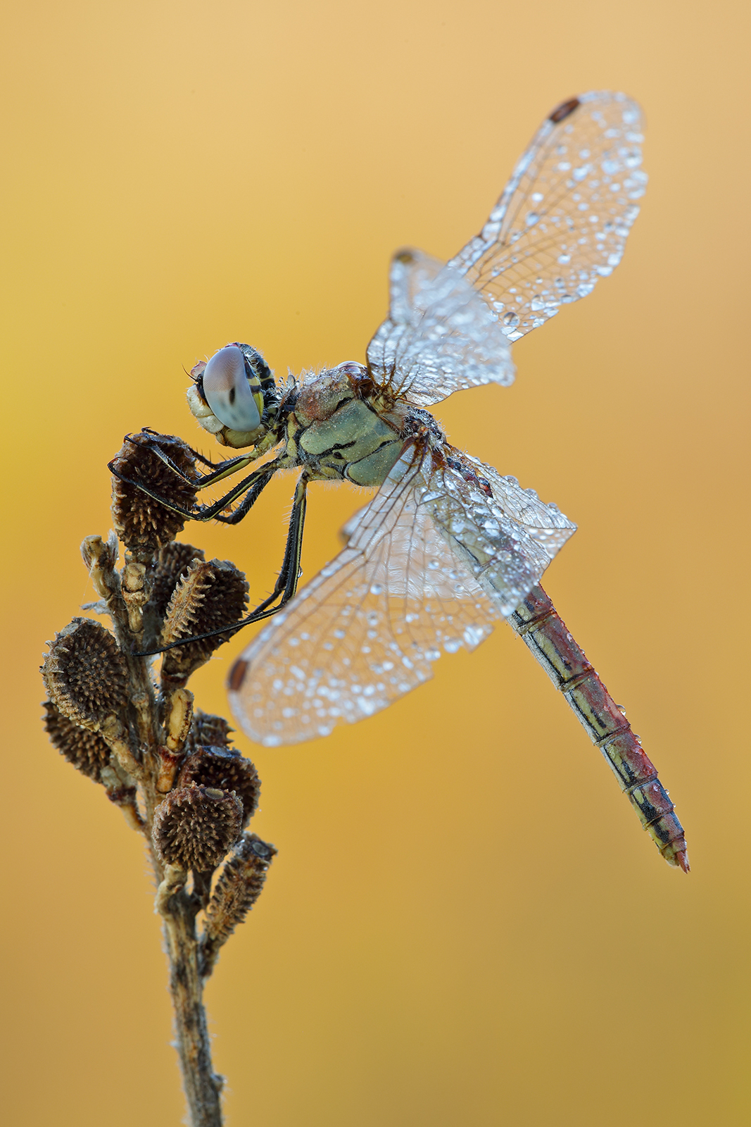 Dragonfly