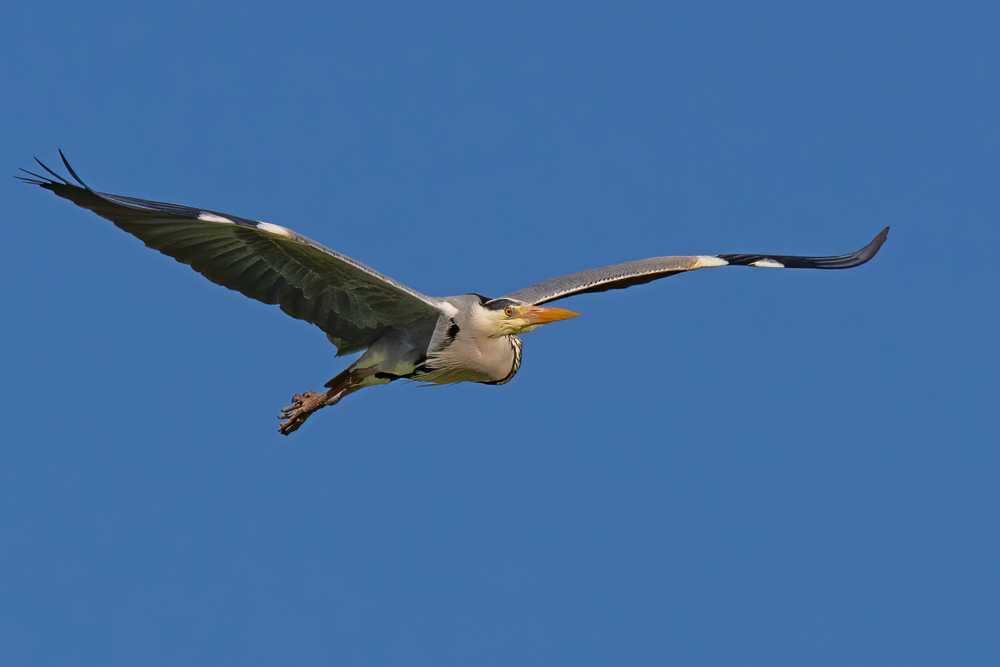 Airone Cenerino 1