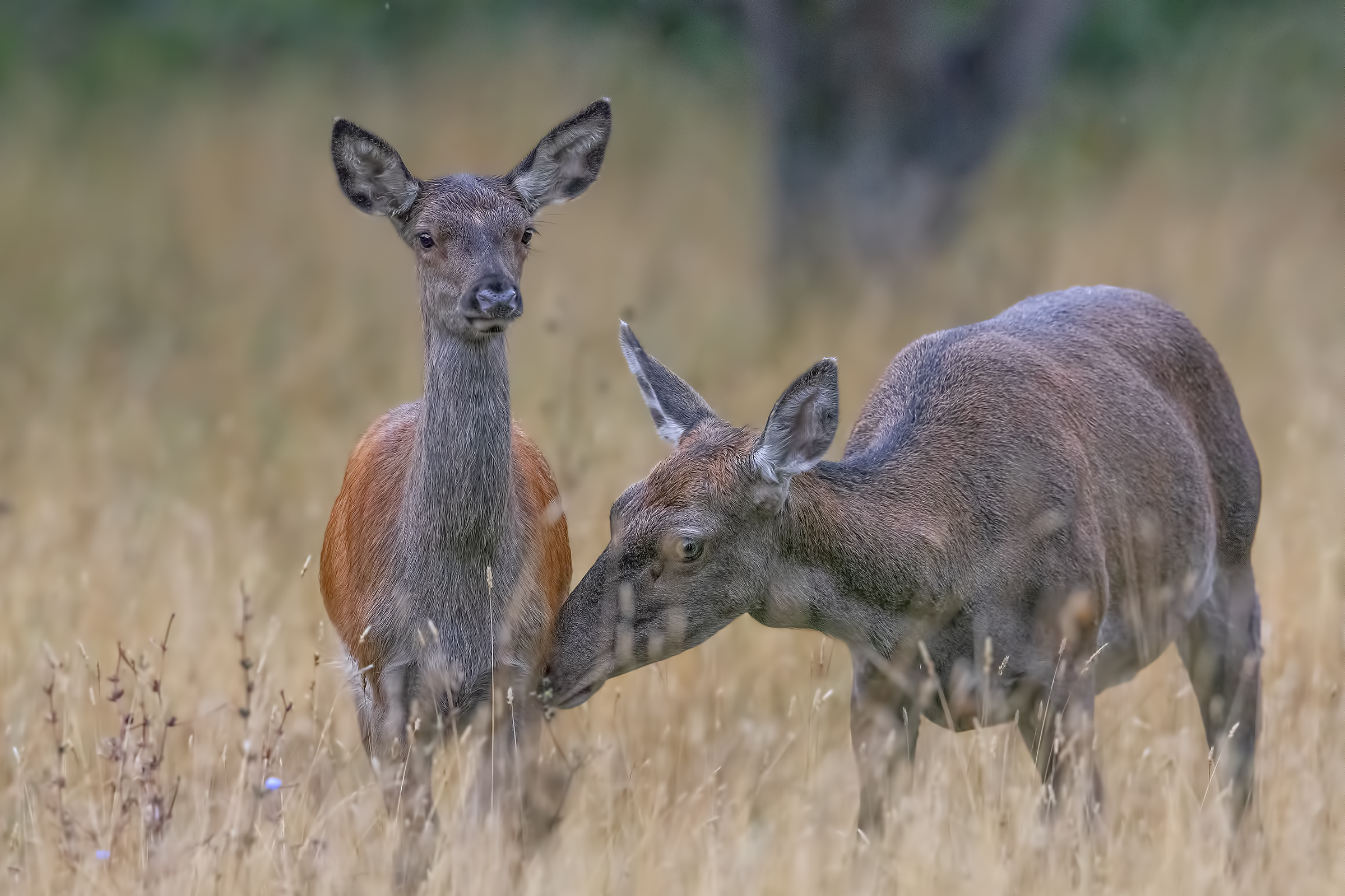 Le cure di mamma cerva