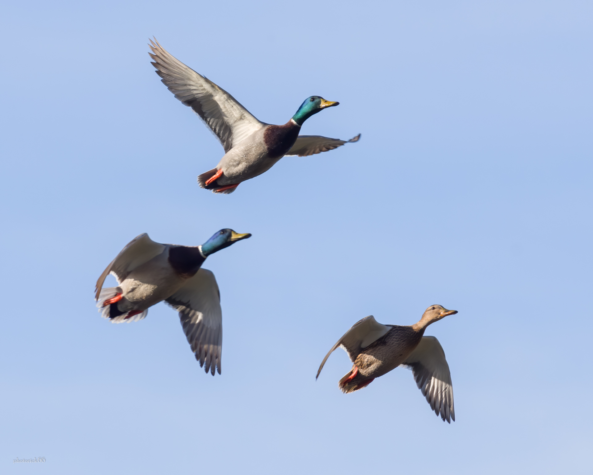Three Germans in flight