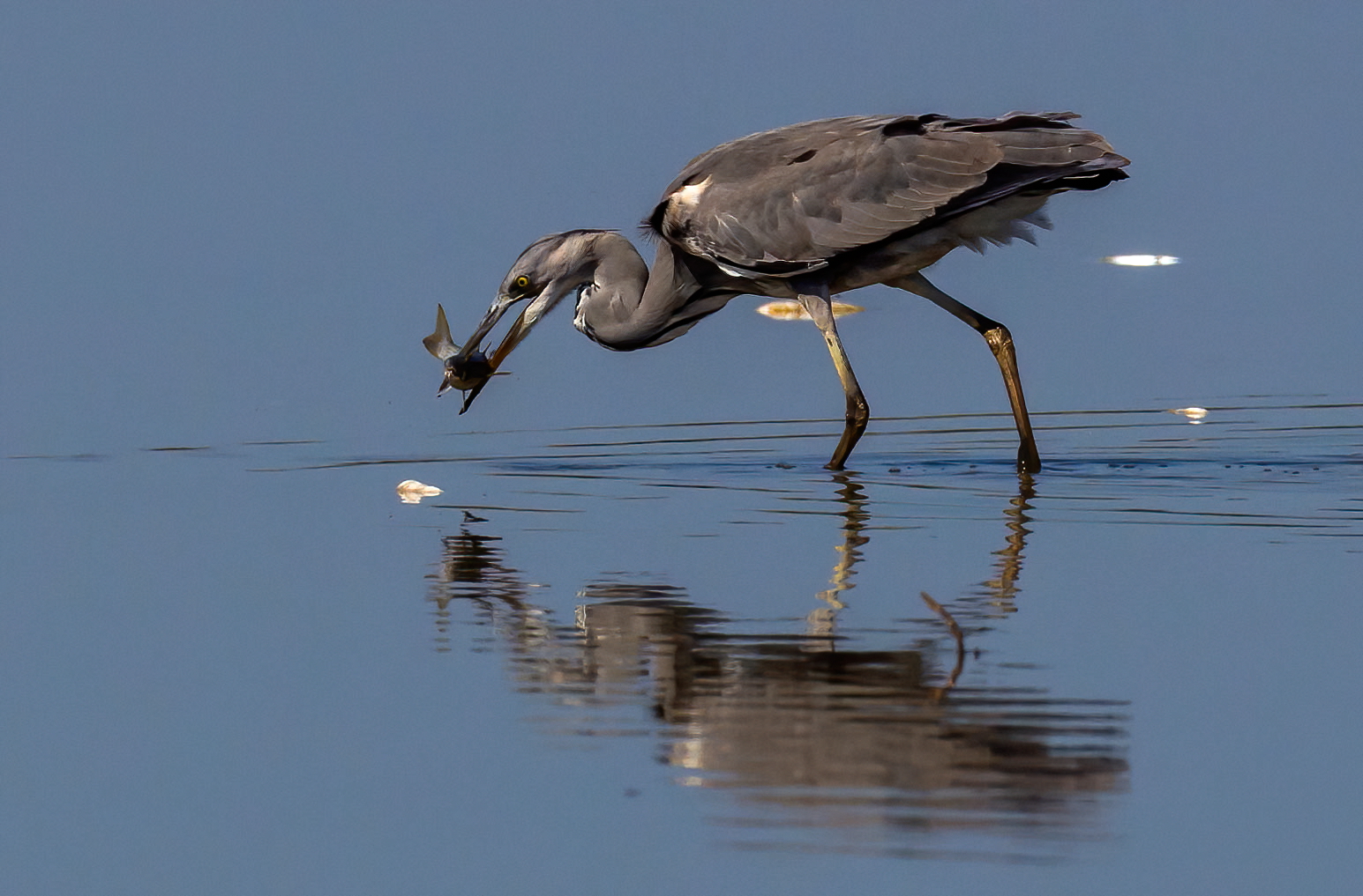 La presa del cenerino