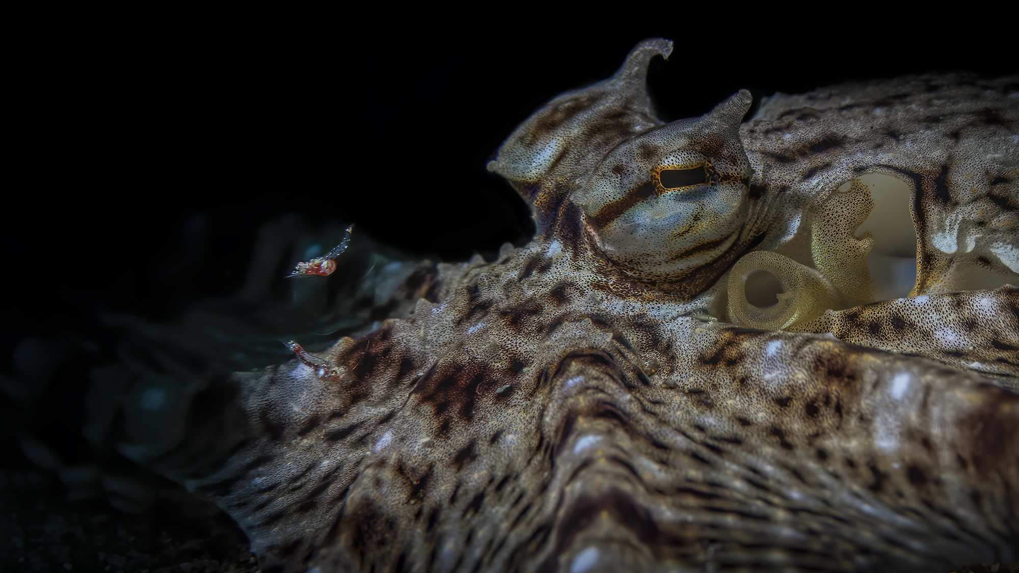 dangerous surfing Wunderpus octopus & Amphipods