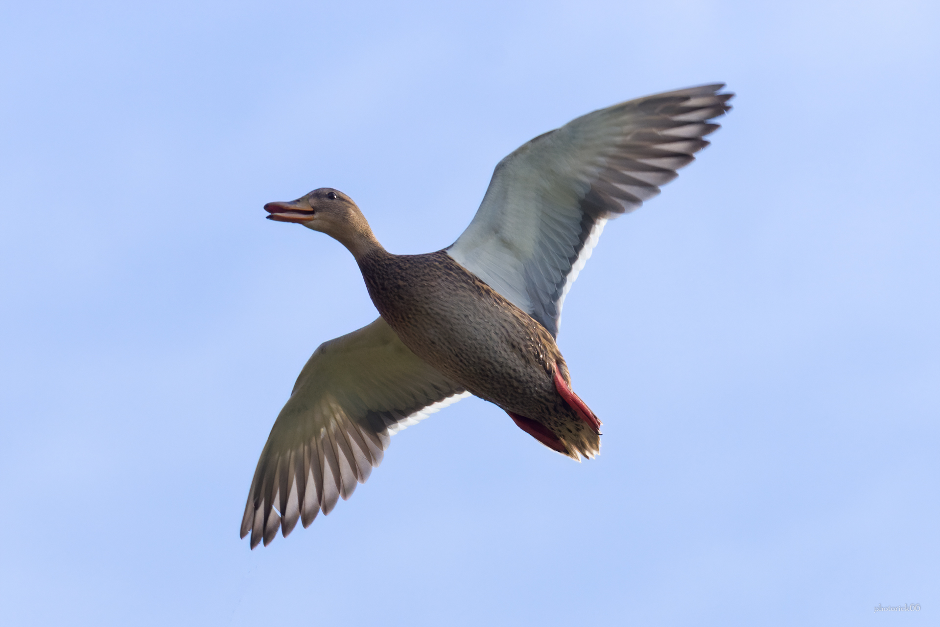 Germano femmina in volo