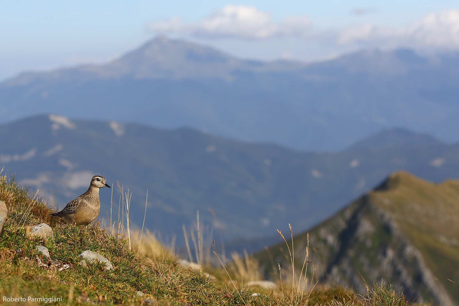 Il mondo del tortolino