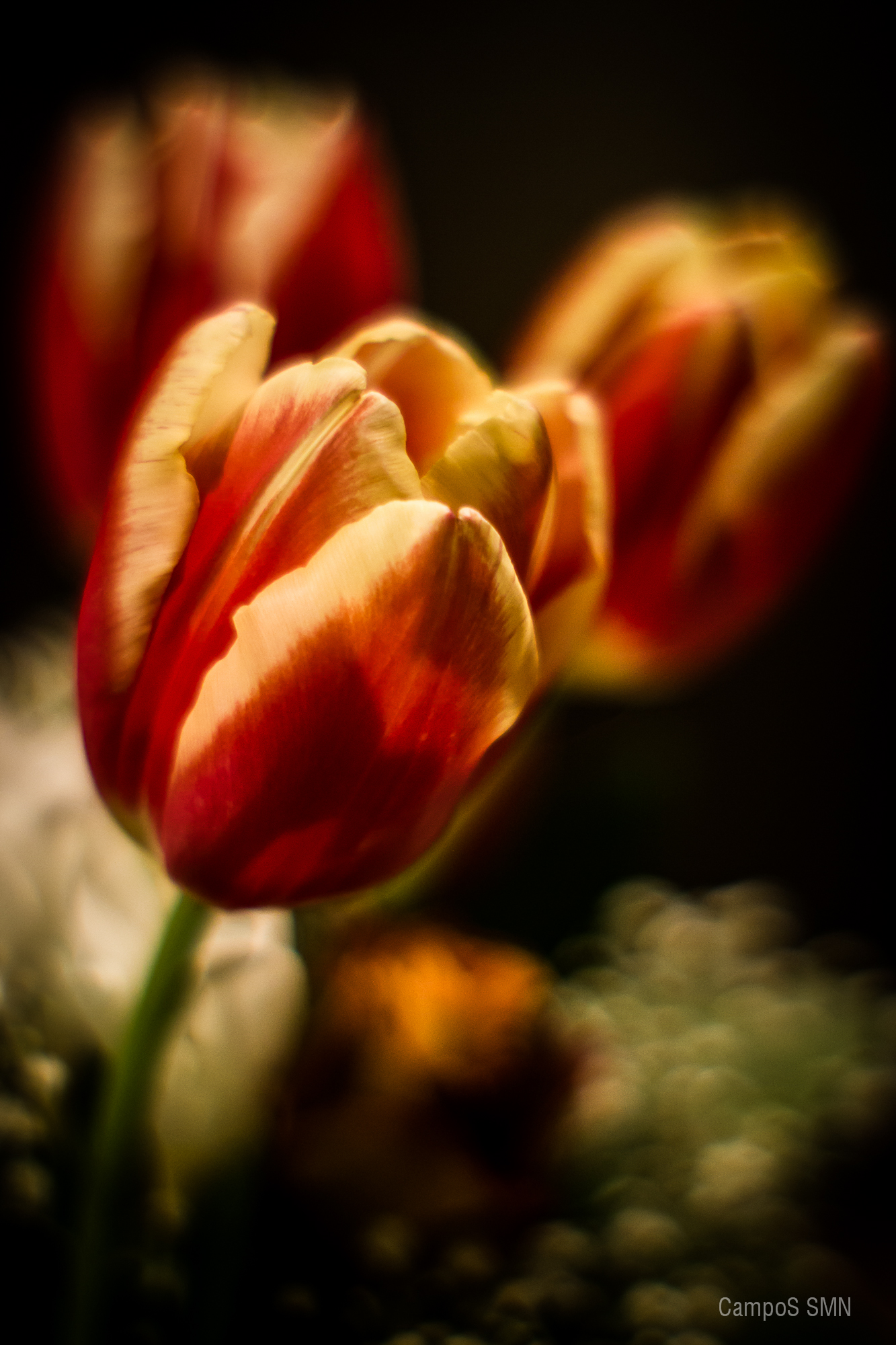 No .. but Rose Tulips!