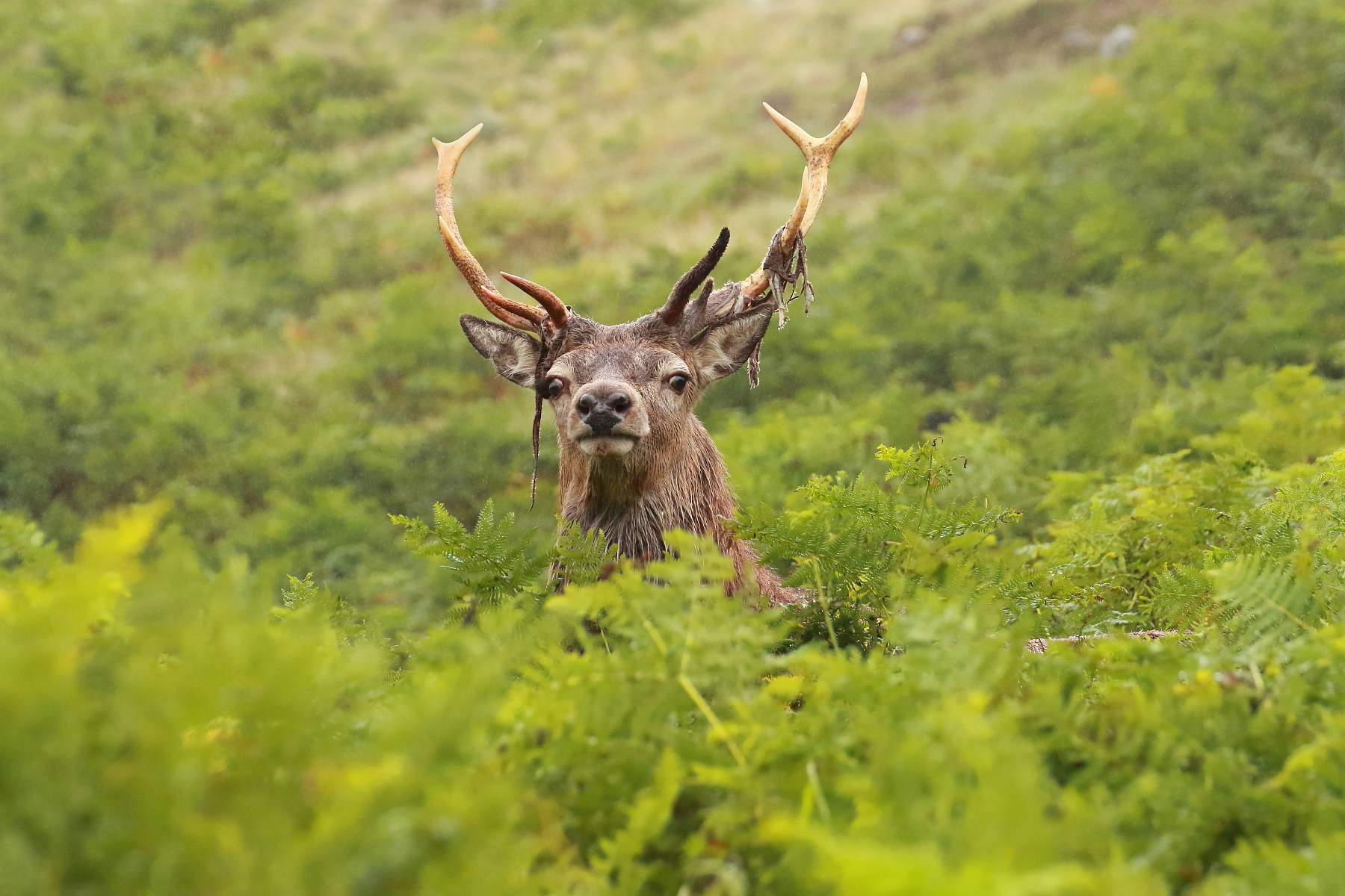 Il principe tra le felci