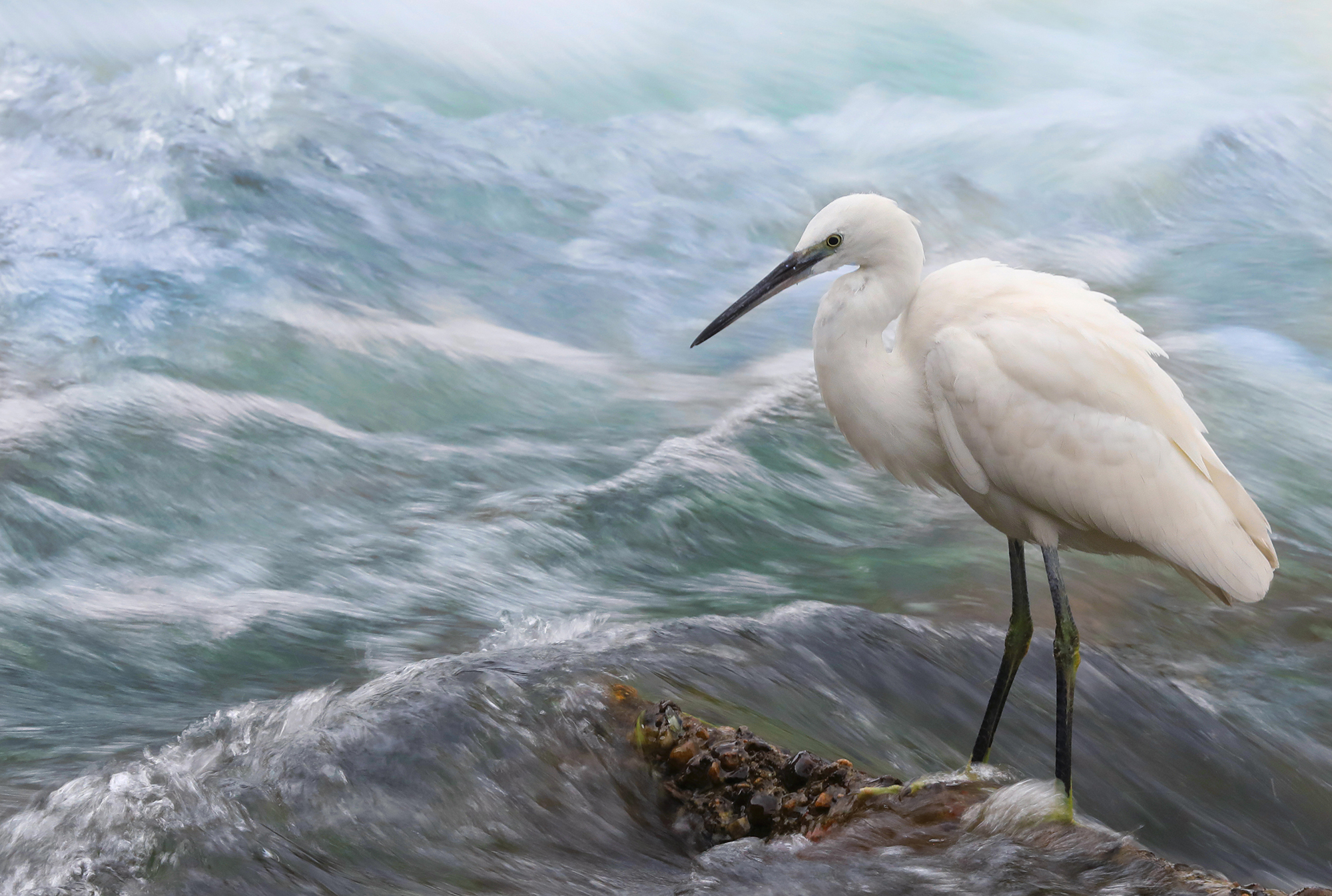 acque tempestose, garzetta