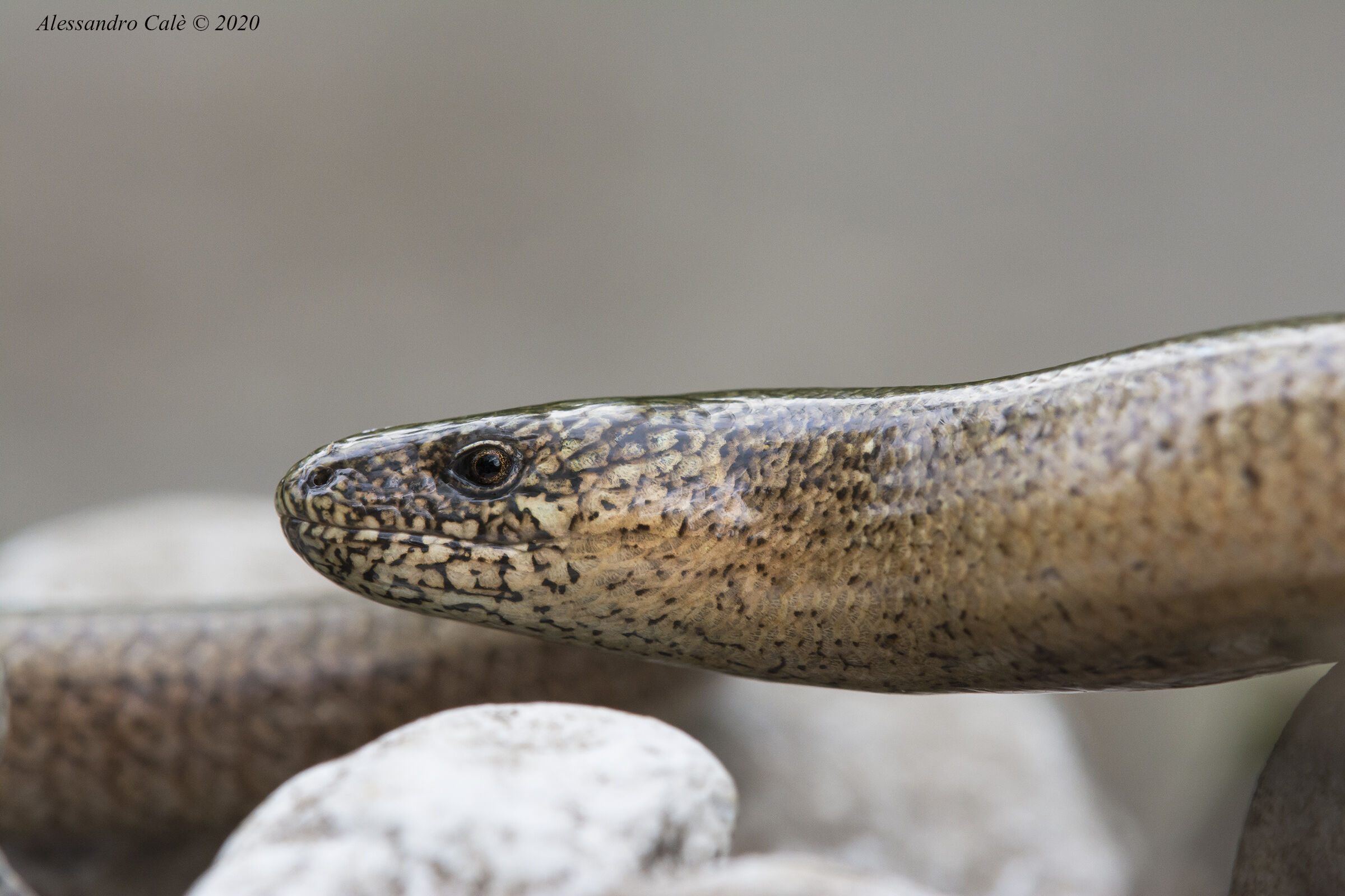 Angelus fragilis (Orbettino) 0311