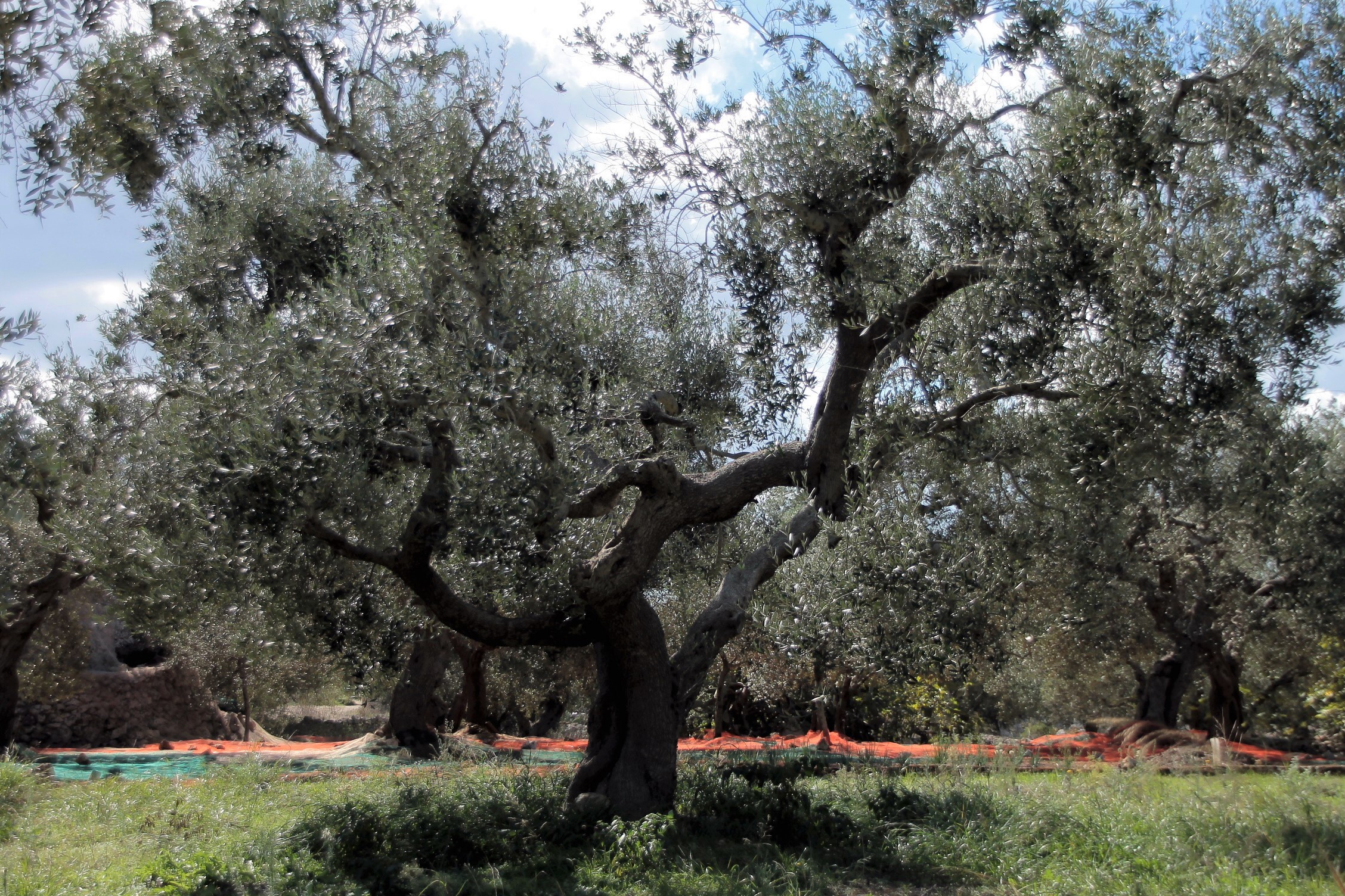 Pronto per la raccolta