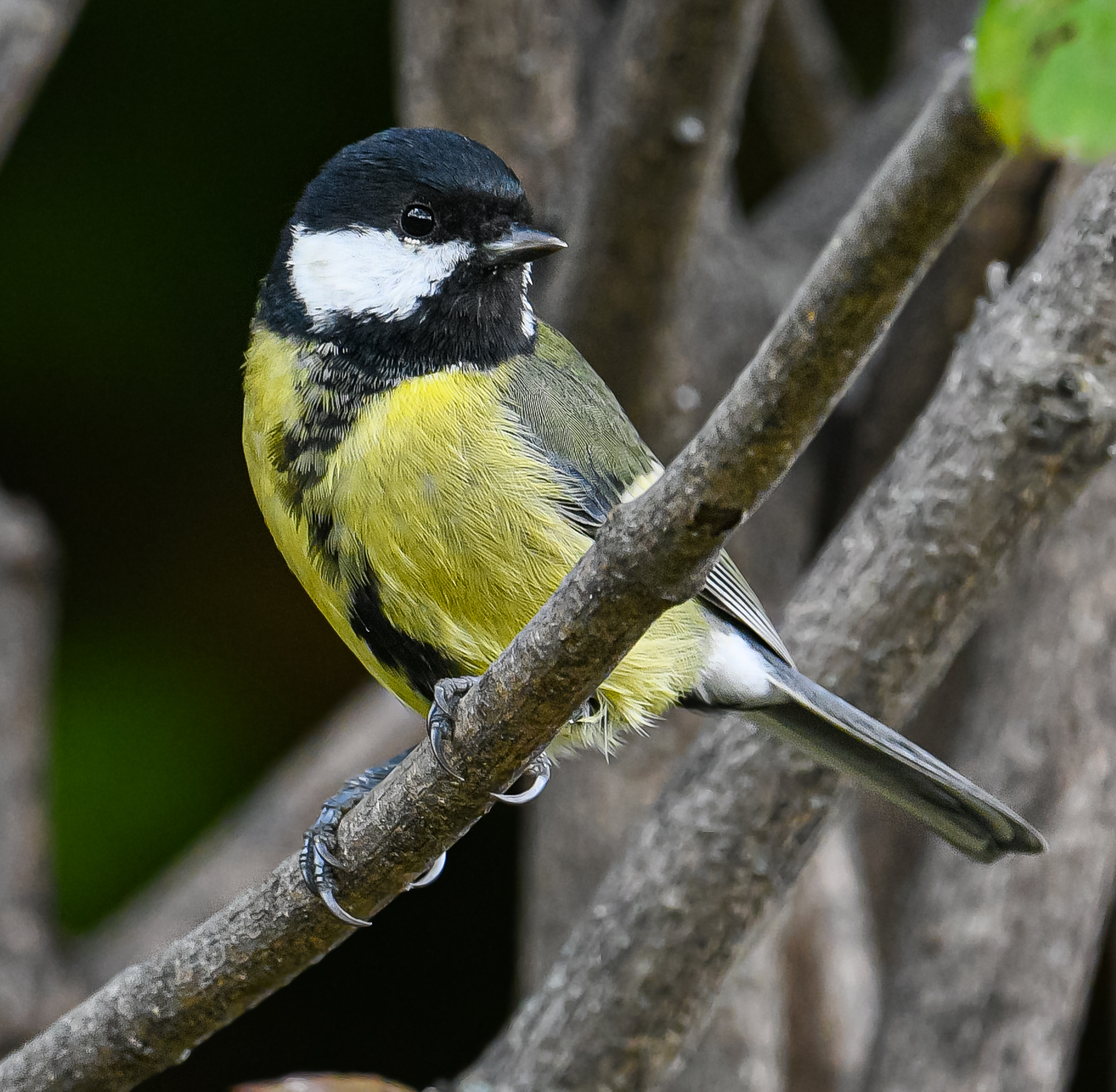 Cinciallegra Settembrina