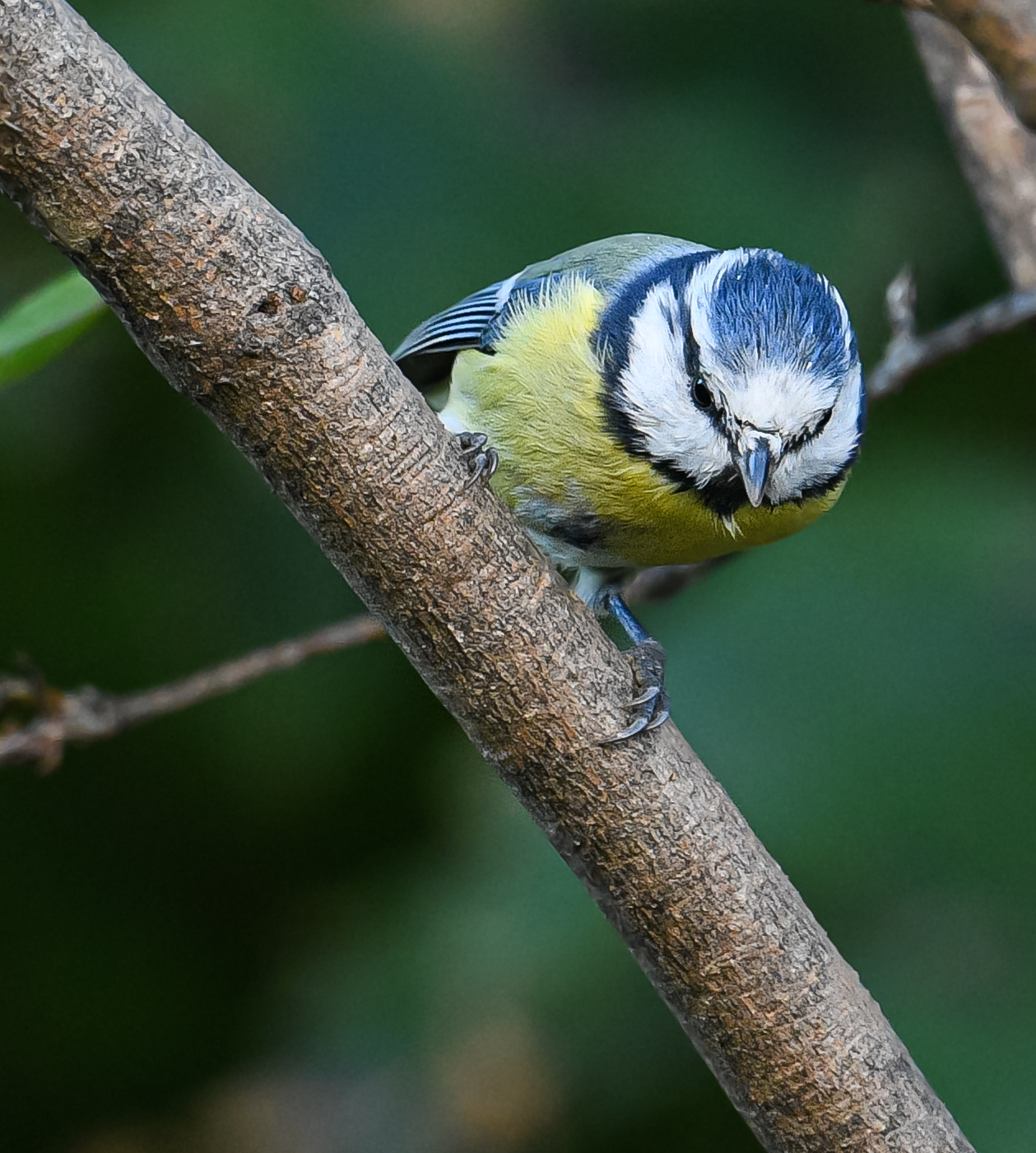 Cinciarella Settembrina