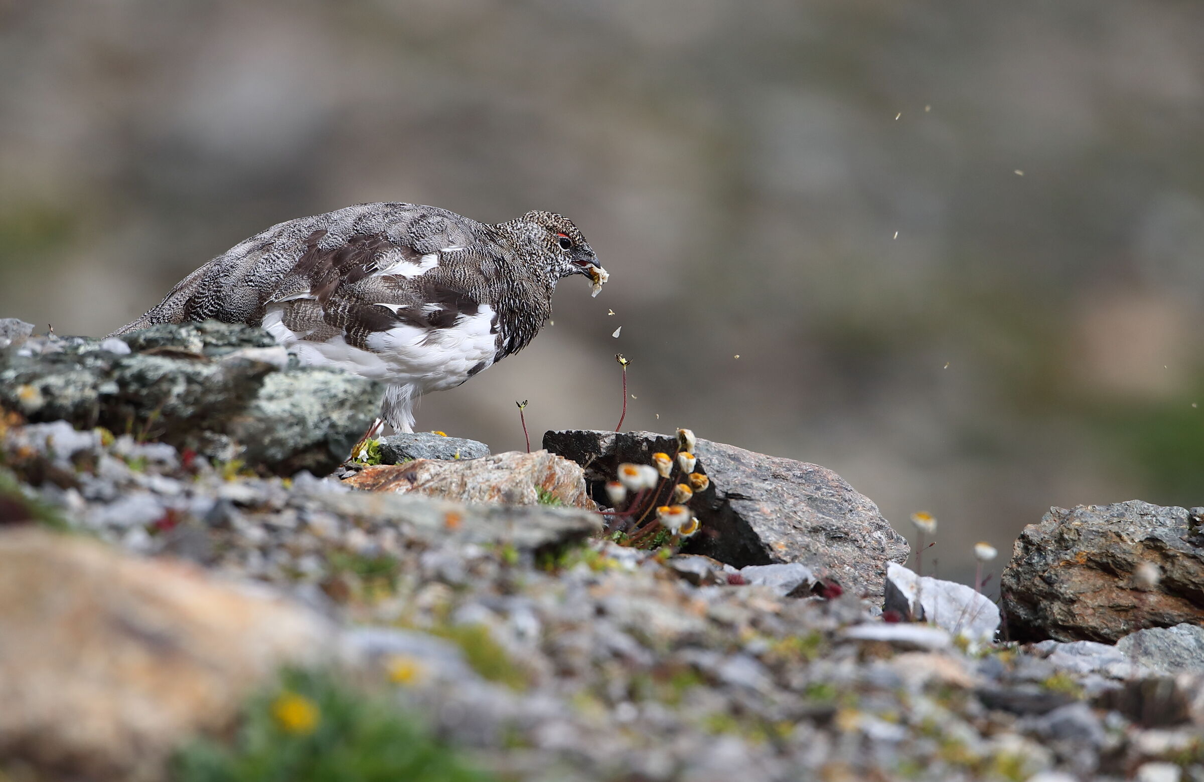 The meal of the Partridge